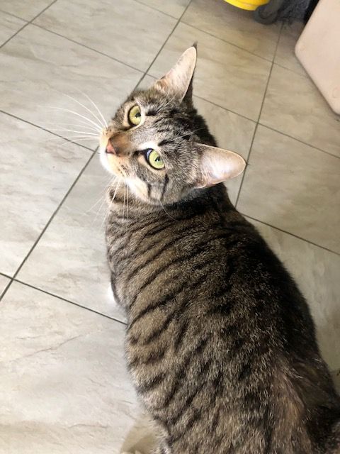 MINNIE MITTENS