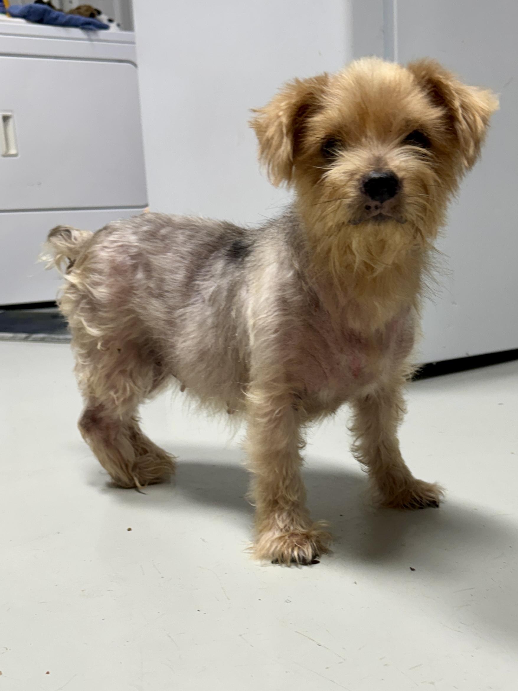 Blossom & Rose, a ADOPTABLE Yorkshire Terrier in Stormville, NY image 2/4