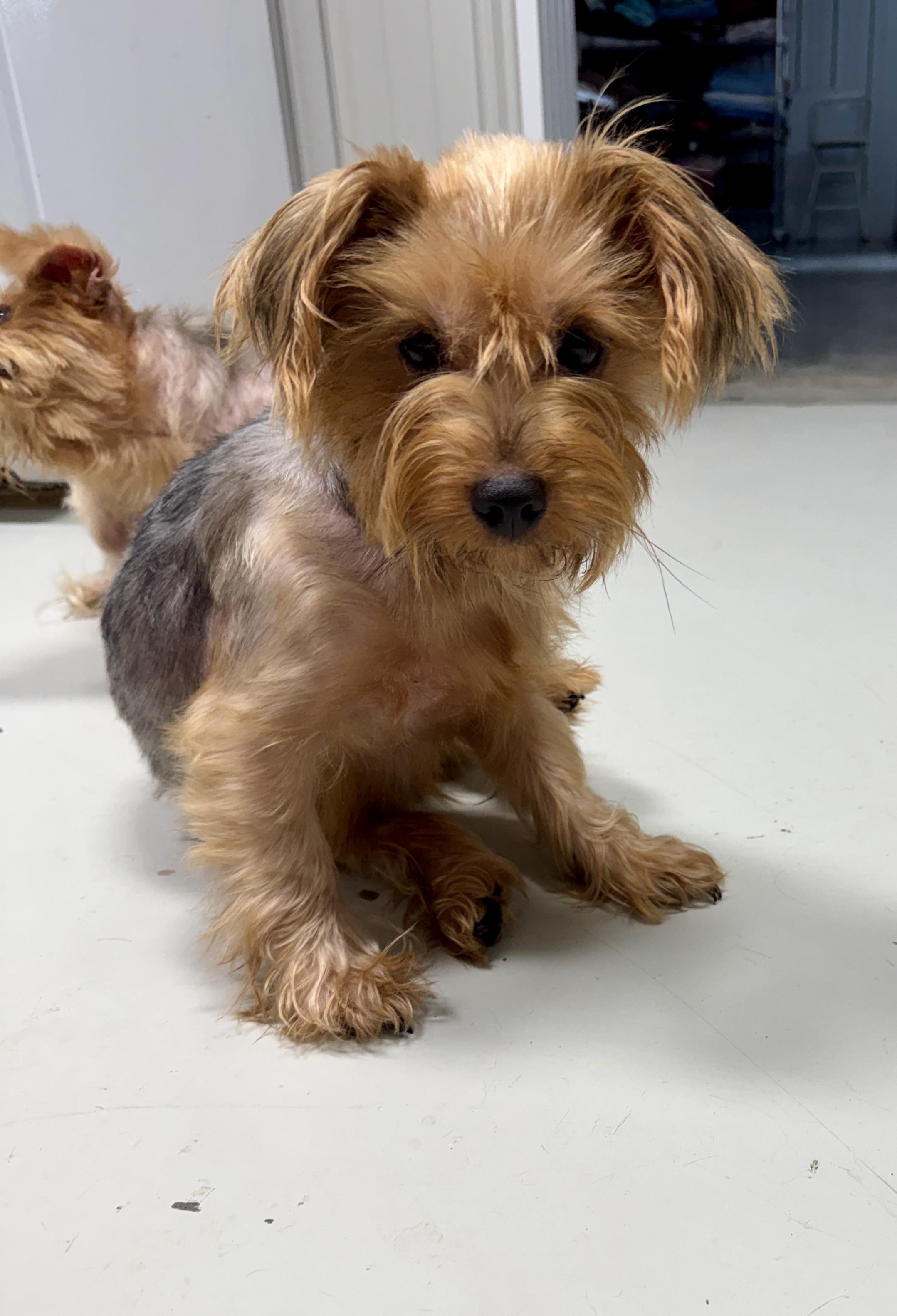 Blossom & Rose, a ADOPTABLE Yorkshire Terrier in Stormville, NY image 3/4