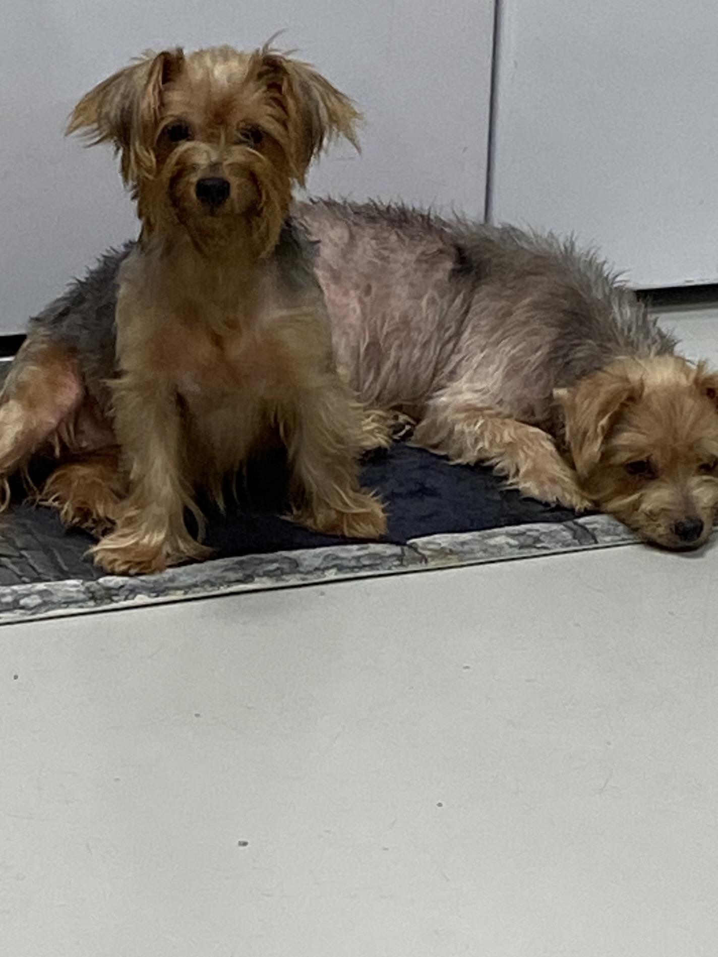 Blossom & Rose, a ADOPTABLE Yorkshire Terrier in Stormville, NY image 4/4