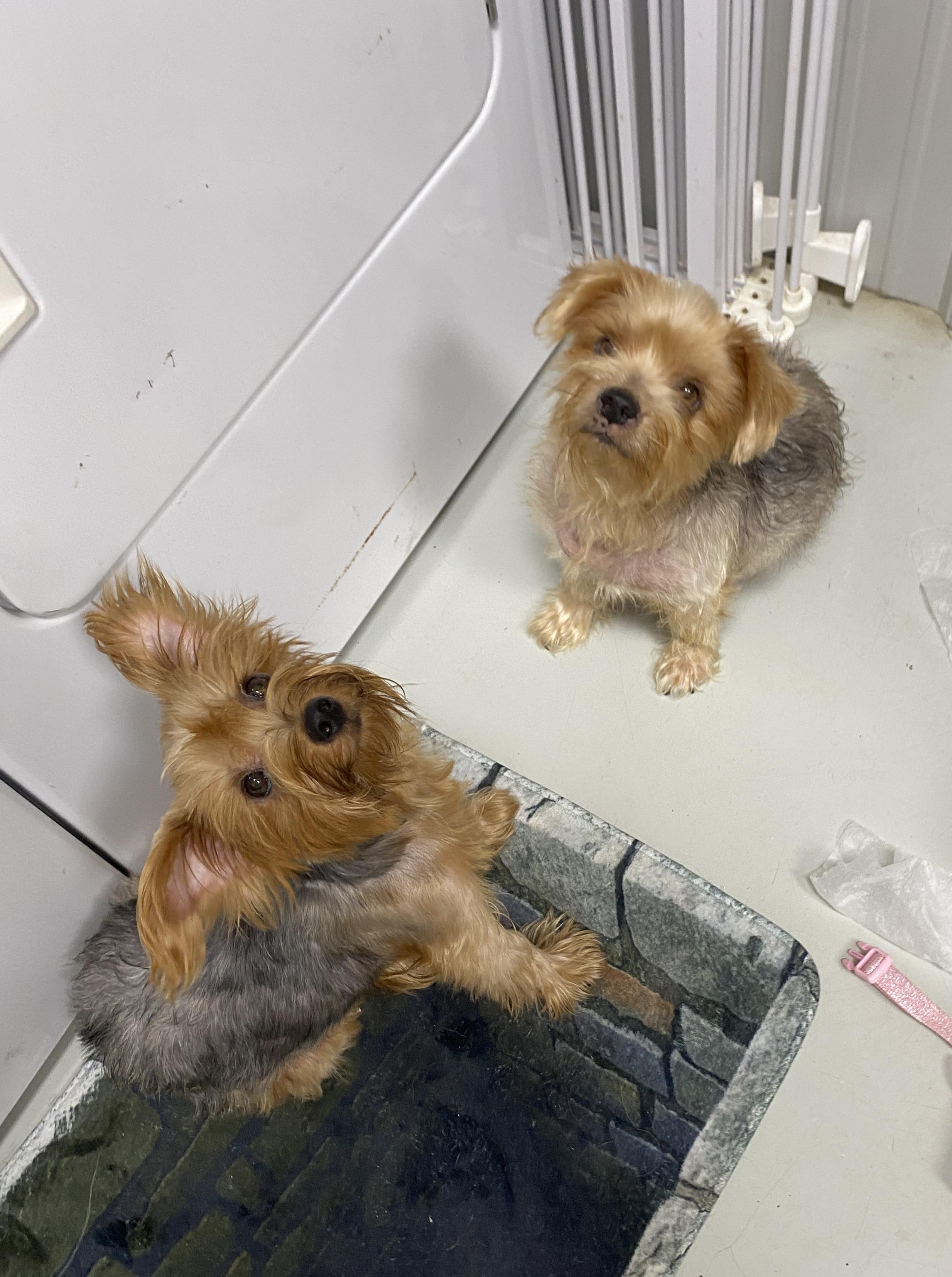 Blossom & Rose, ADOPTABLE, Adult Female Yorkshire Terrier.