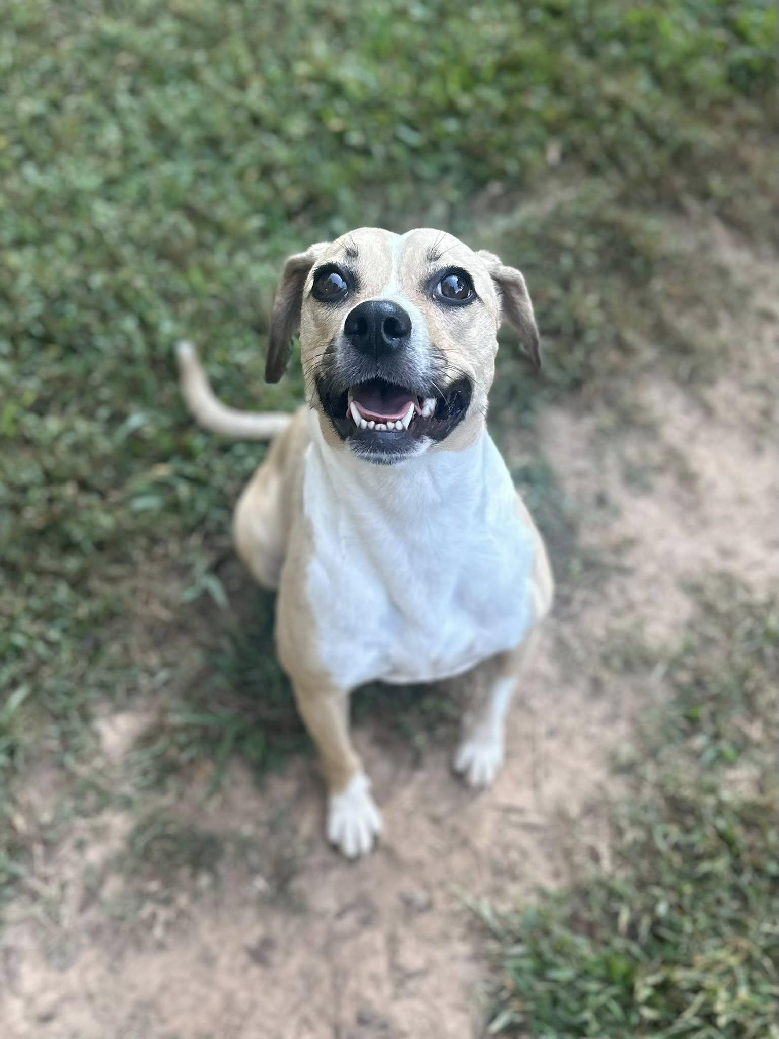 Enlarge Lady Bird, a Adoptable Beagle in Greenville, SC image 1/3
