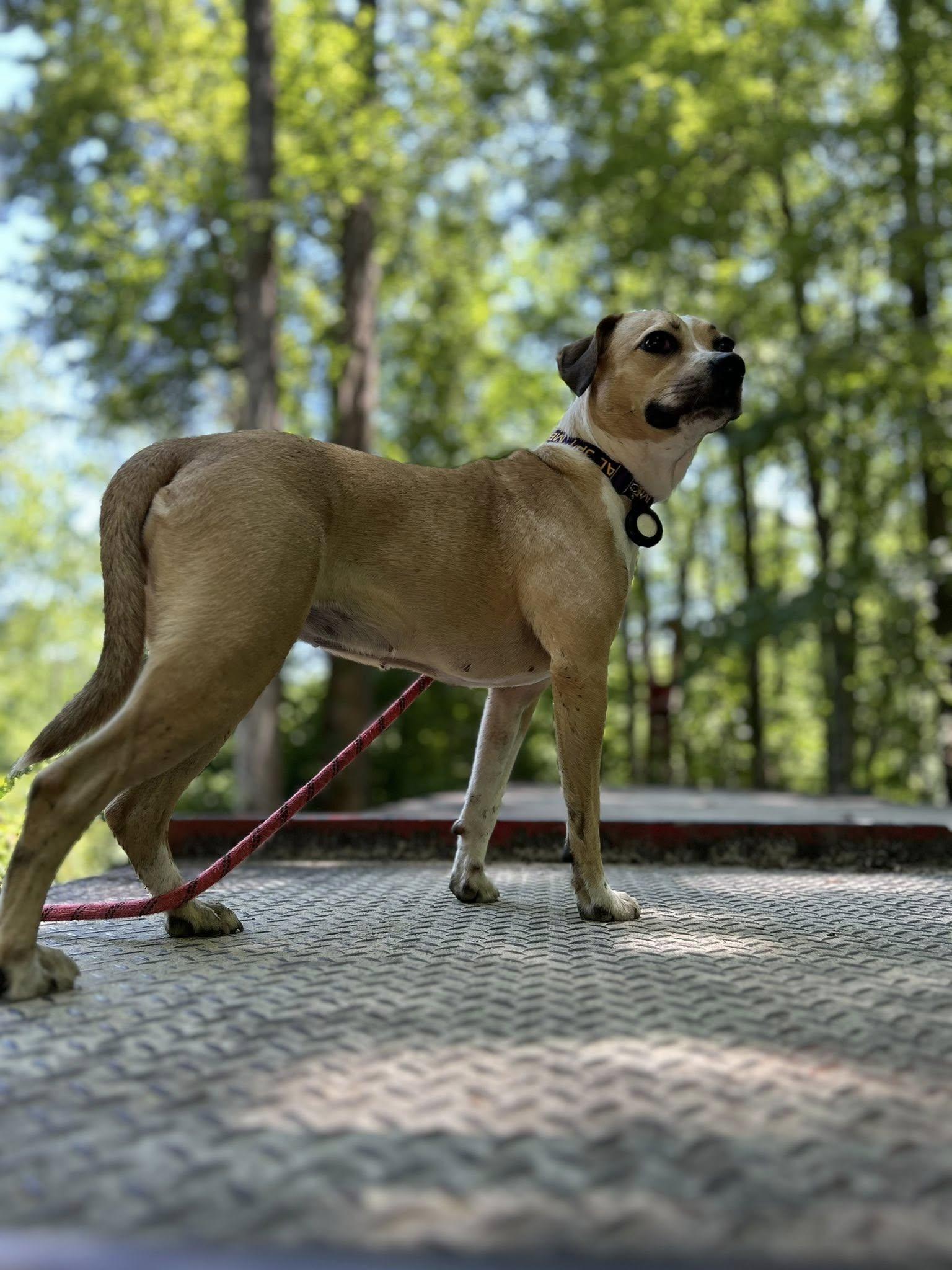 Lady Bird, Adoptable, Young Female Beagle.