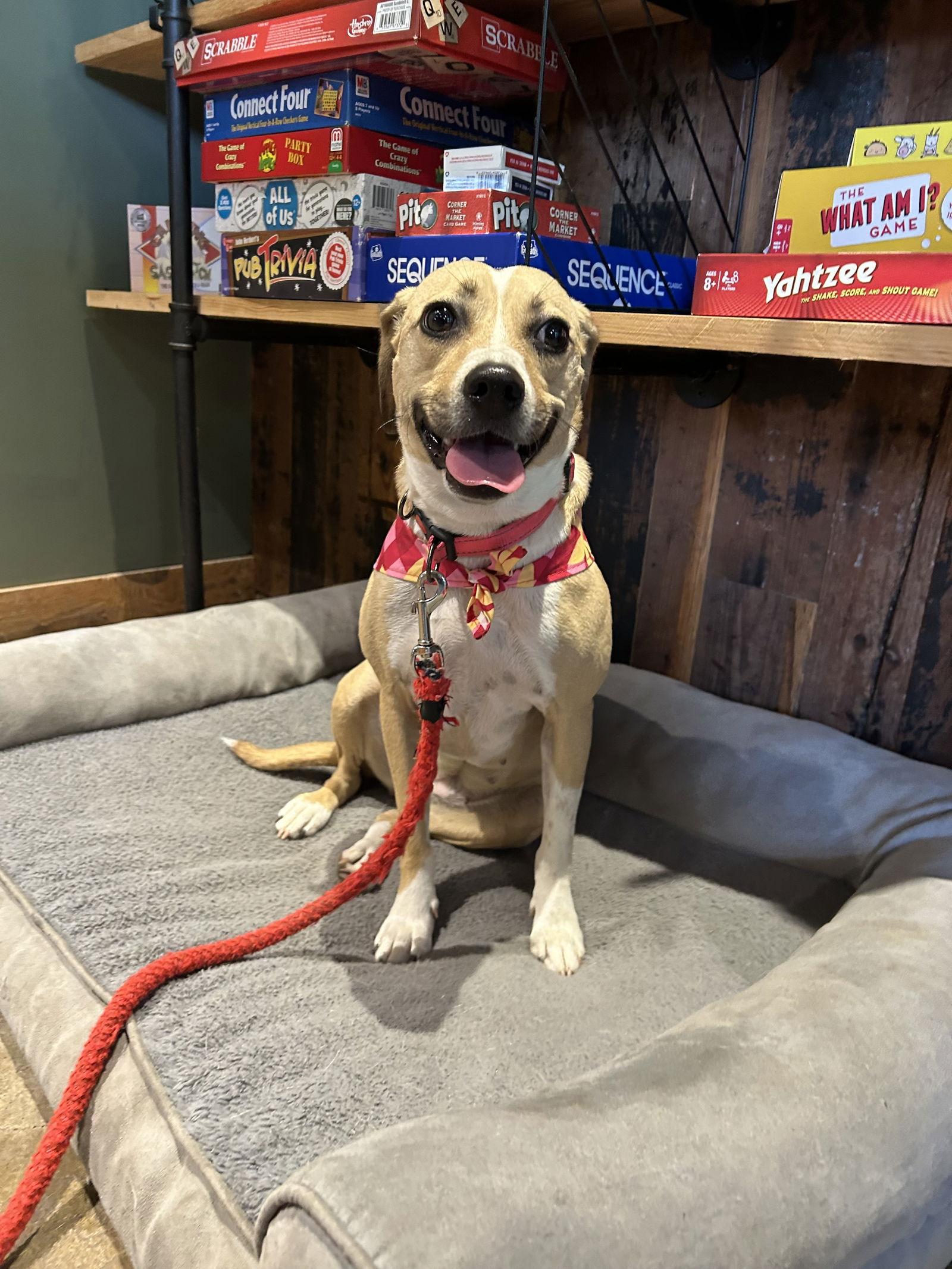Lady Bird, a Adoptable Beagle in Greenville, SC image 2/3