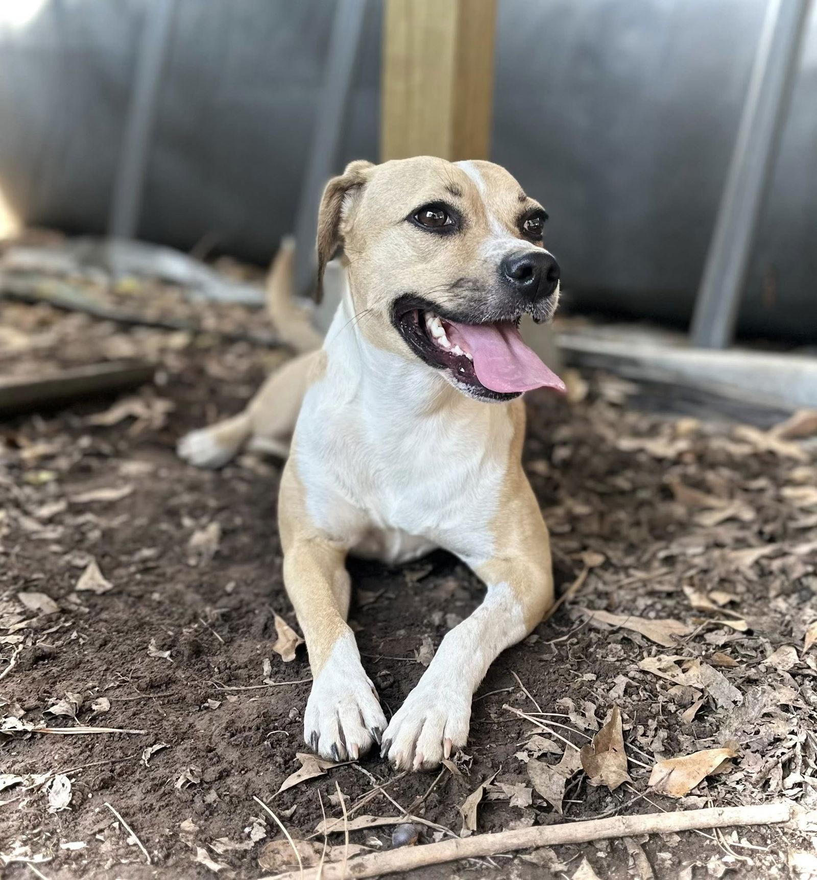 Enlarge Lady Bird, a Adoptable Beagle in Greenville, SC image 3/3