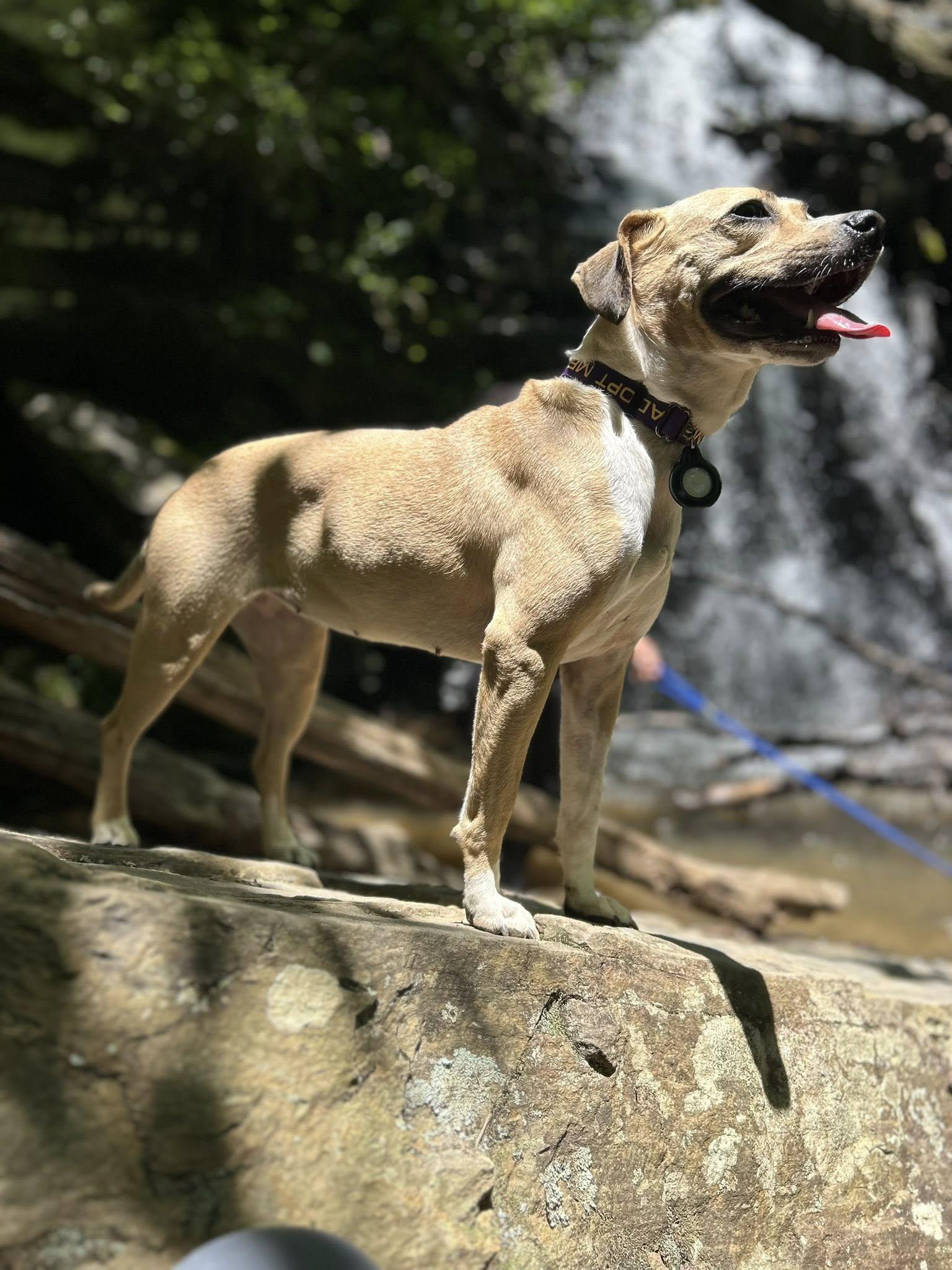 Lady Bird, a Adoptable Beagle in Greenville, SC image 3/3