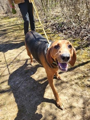 Enlarge Apollo, a Adopted mixed breed in Fort Washington, MD image 1/1