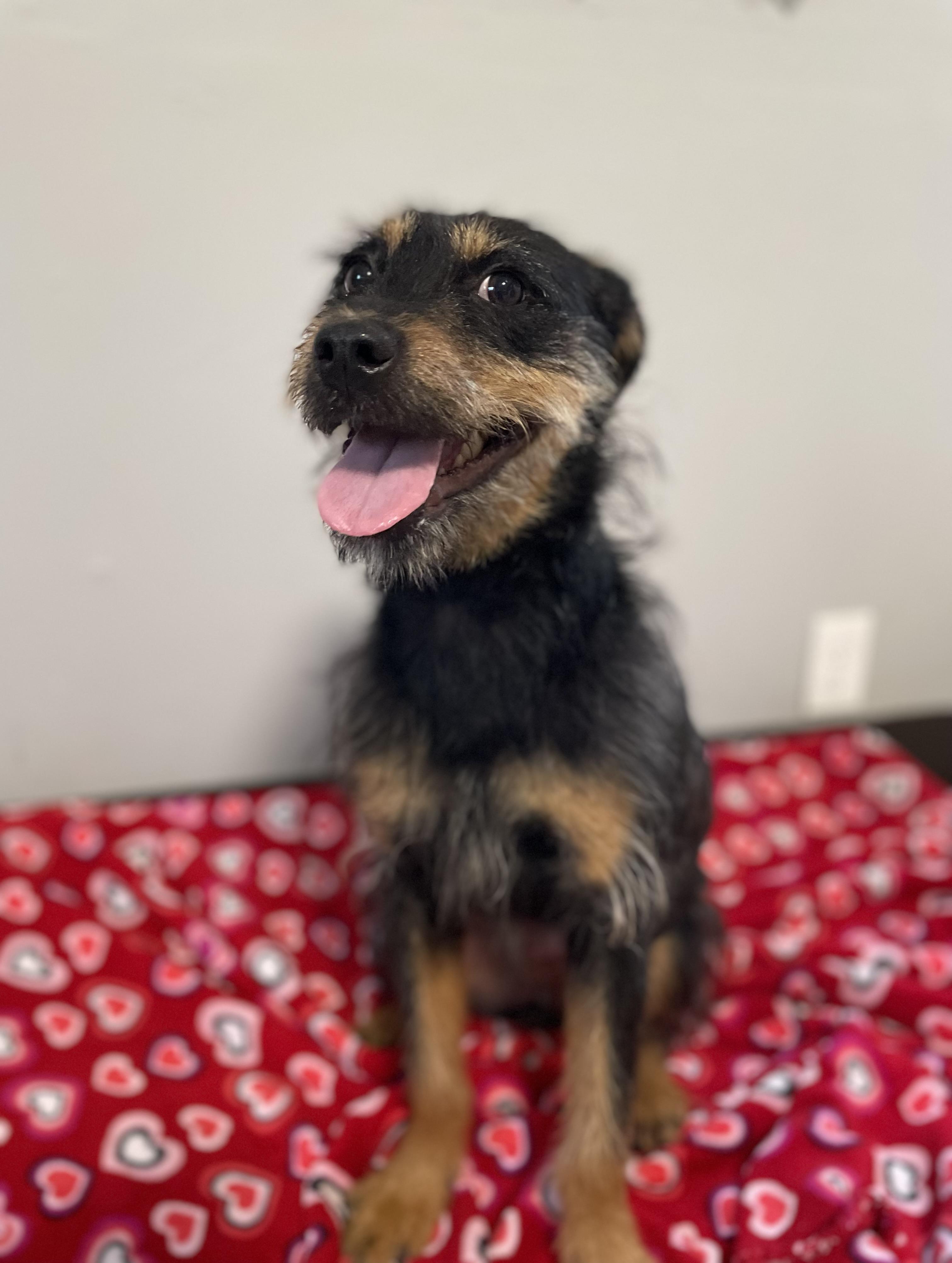 Enlarge Vanna, a Adoptable mixed breed in Oxford, MI image 3/5