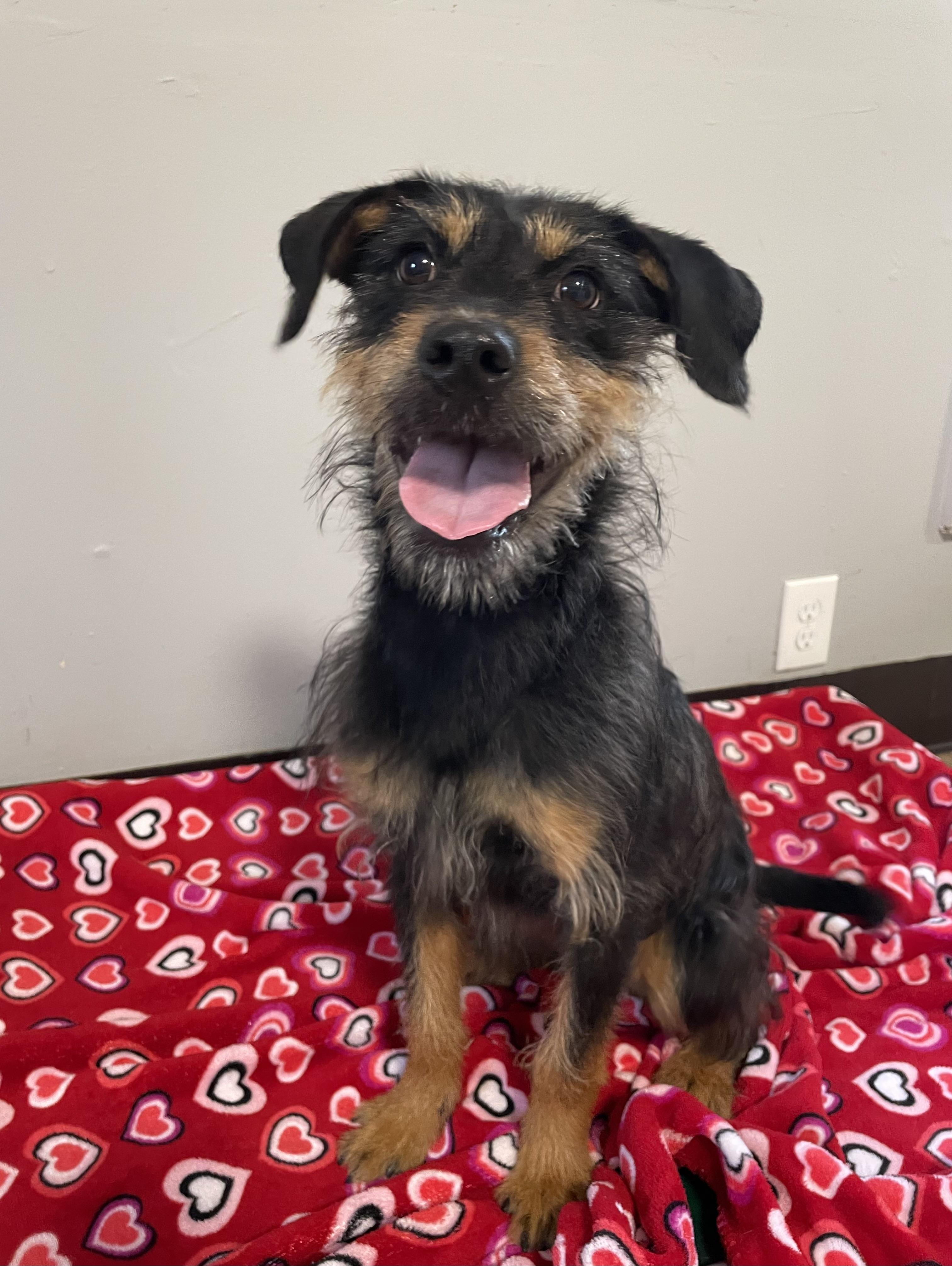 Enlarge Vanna, a Adoptable mixed breed in Oxford, MI image 2/5