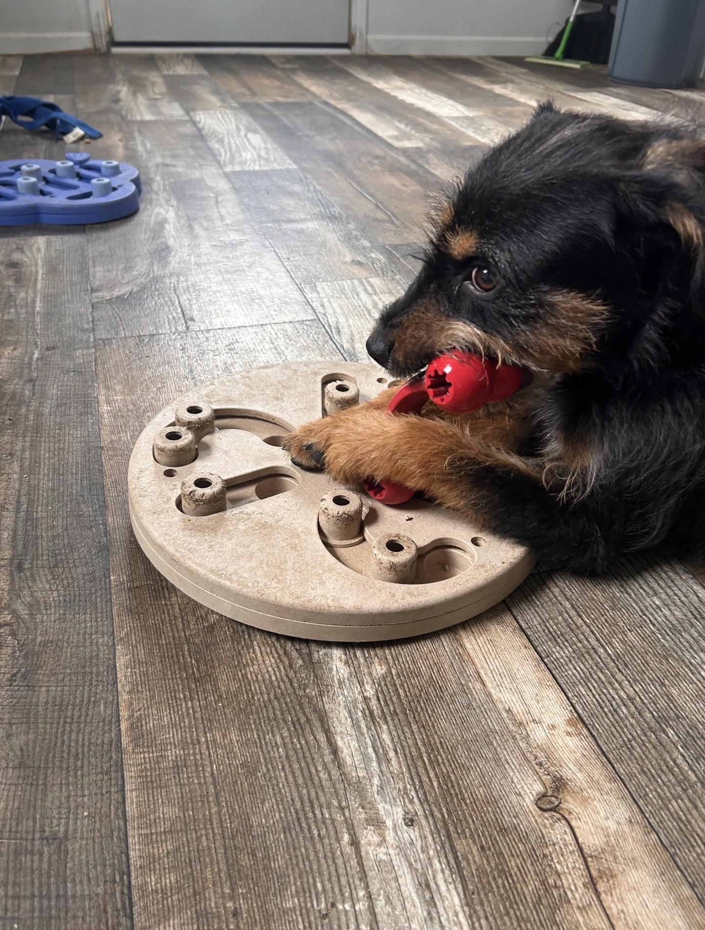 Enlarge Vanna, a Adoptable mixed breed in Oxford, MI image 5/5