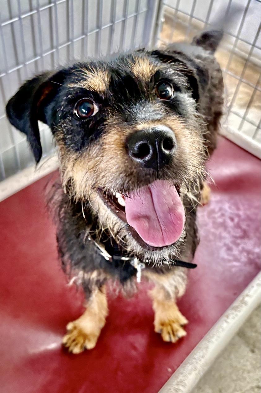Vanna, Adoptable, Young Female Wirehaired Terrier & Mixed Breed.