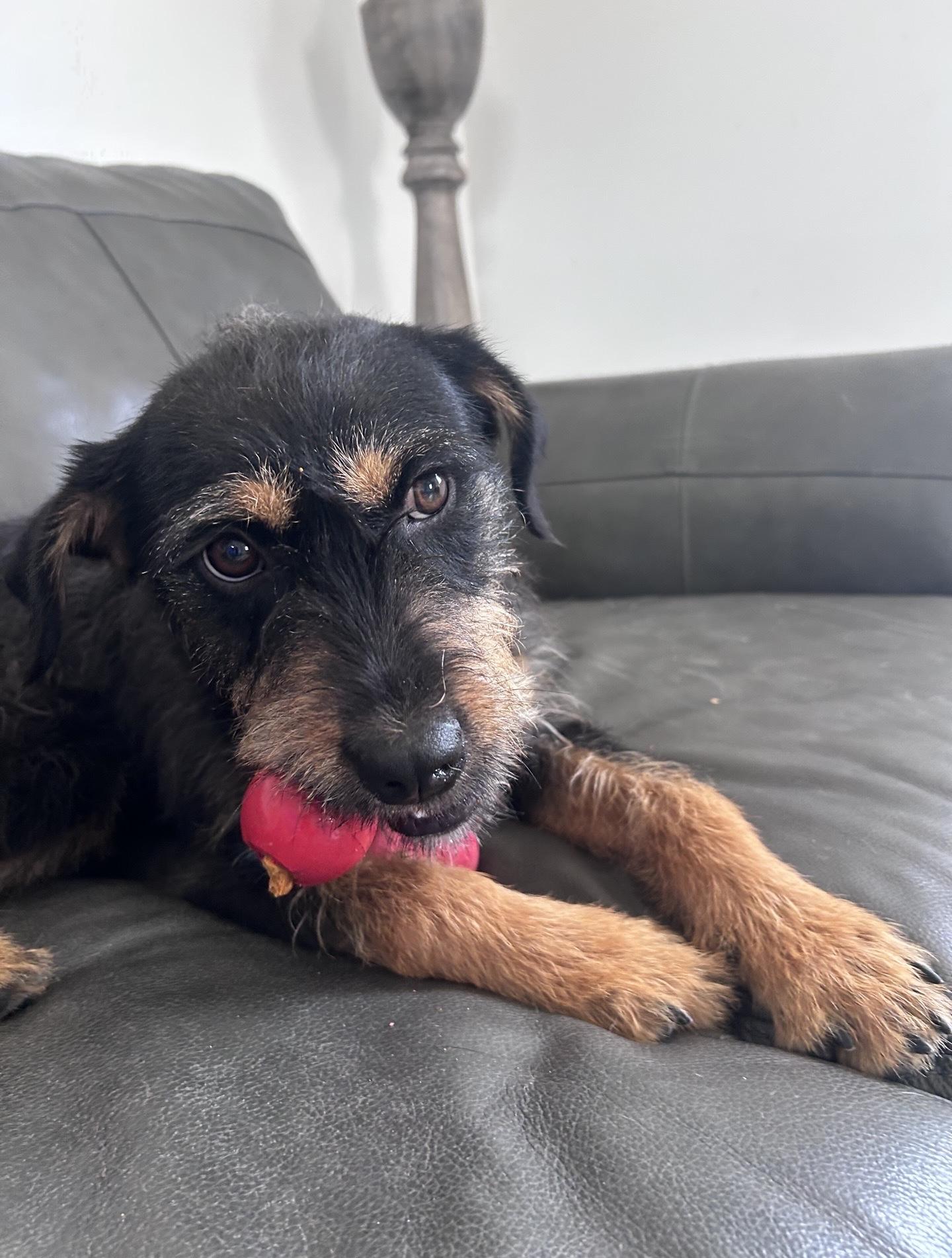 Vanna, an adoptable mixed breed in Oxford, MI image 6/6