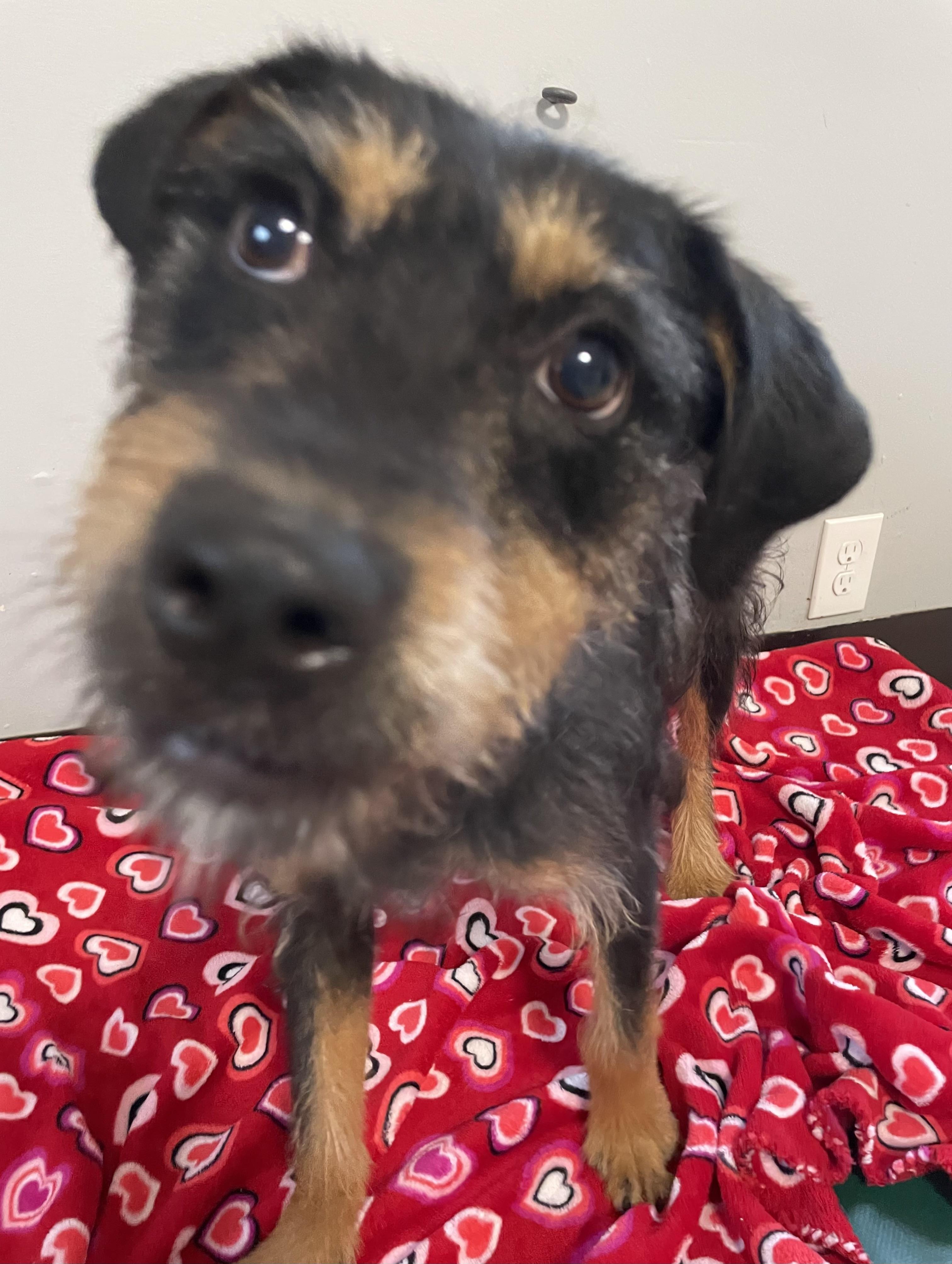 Enlarge Vanna, a Adoptable mixed breed in Oxford, MI image 4/5