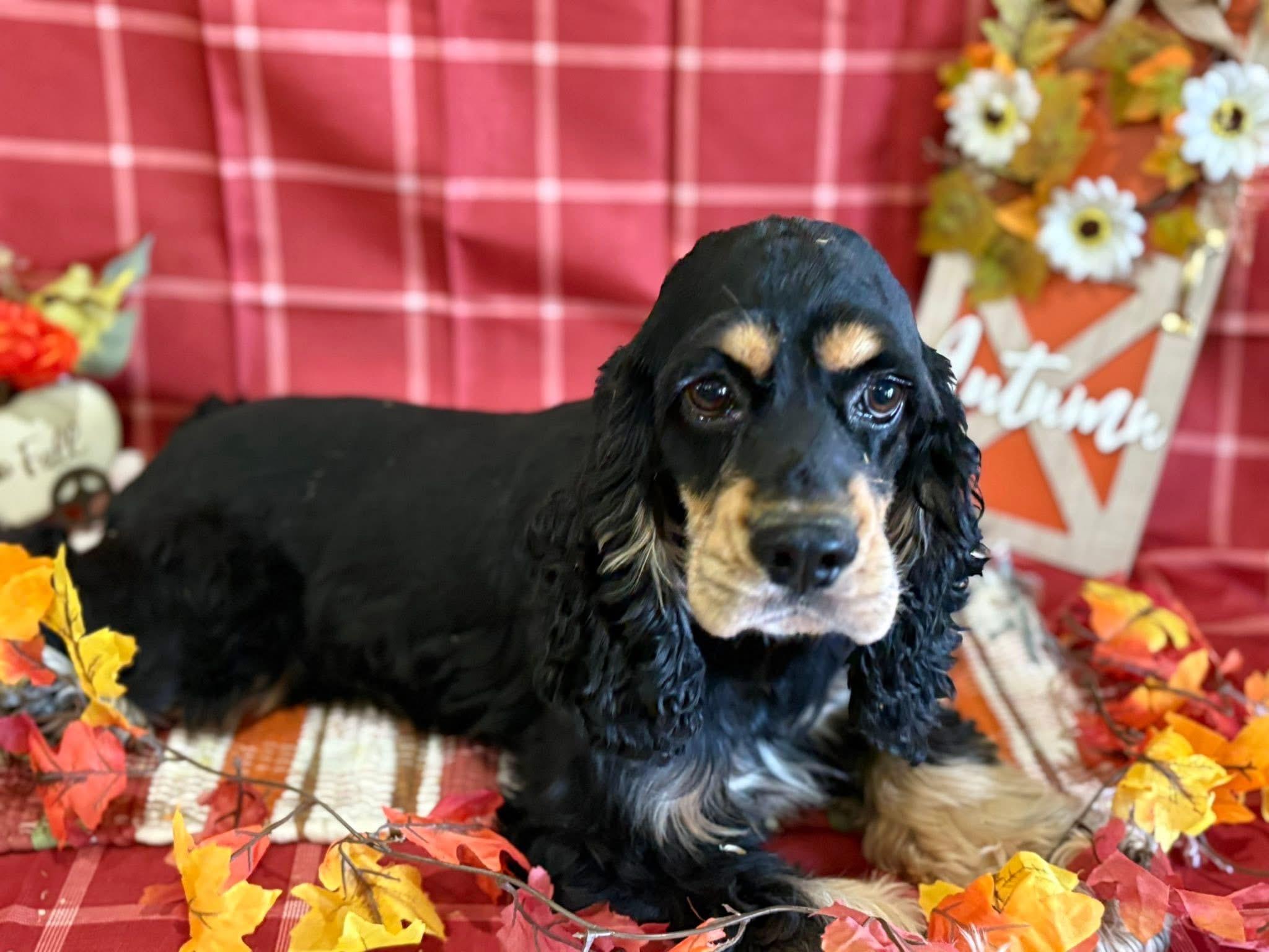 Enlarge Tanner, a Adoptable Cocker Spaniel in Peebles, OH image 1/1