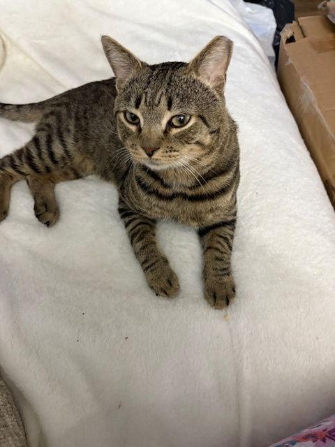 Tiger (FKA Mykyia), Adoptable, Young Male Domestic Short Hair.