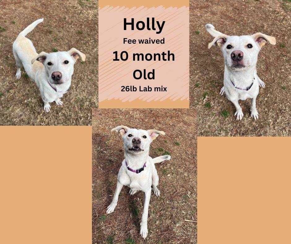 Holly, ADOPTABLE, Young Female Labrador Retriever.