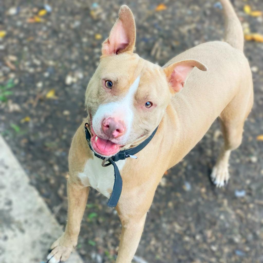 Enlarge Odin JC, a Adoptable mixed breed in Austin, TX image 1/6