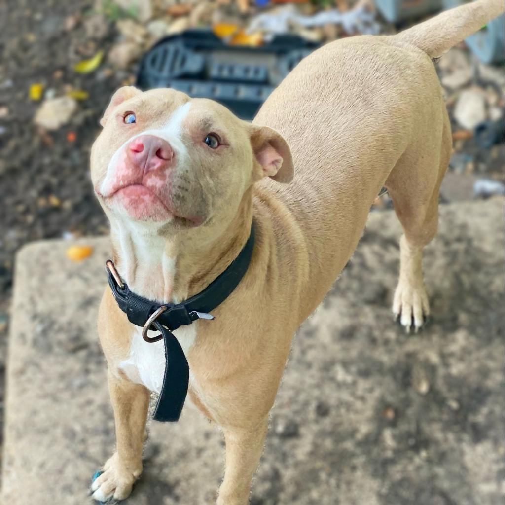Enlarge Odin JC, a Adoptable mixed breed in Austin, TX image 2/6