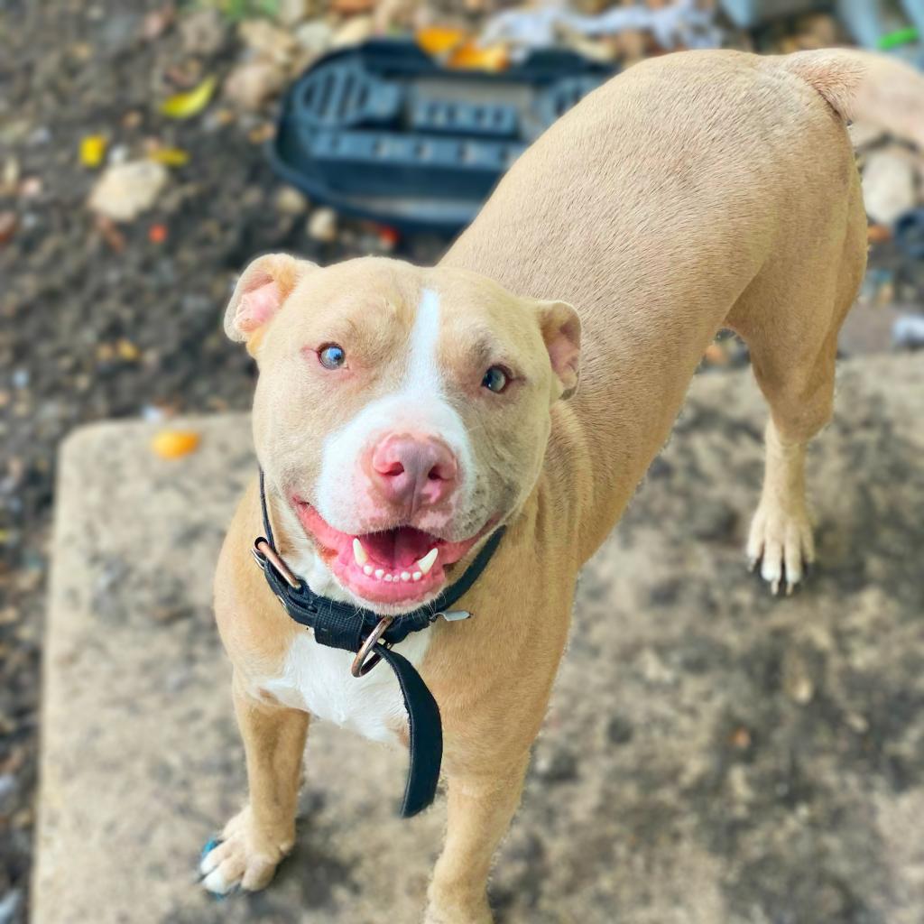 Enlarge Odin JC, a Adoptable mixed breed in Austin, TX image 3/6