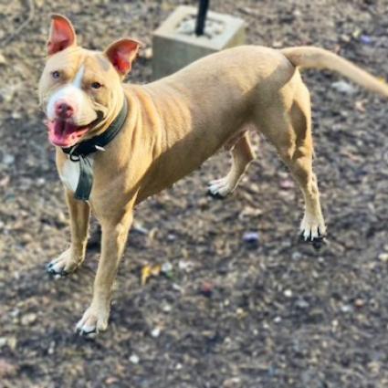 Enlarge Odin JC, a Adoptable mixed breed in Austin, TX image 4/6