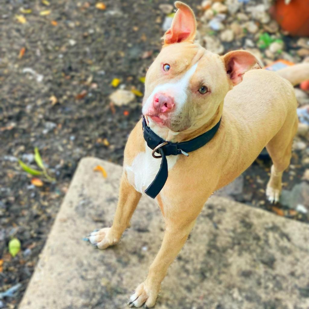 Enlarge Odin JC, a Adoptable mixed breed in Austin, TX image 5/6
