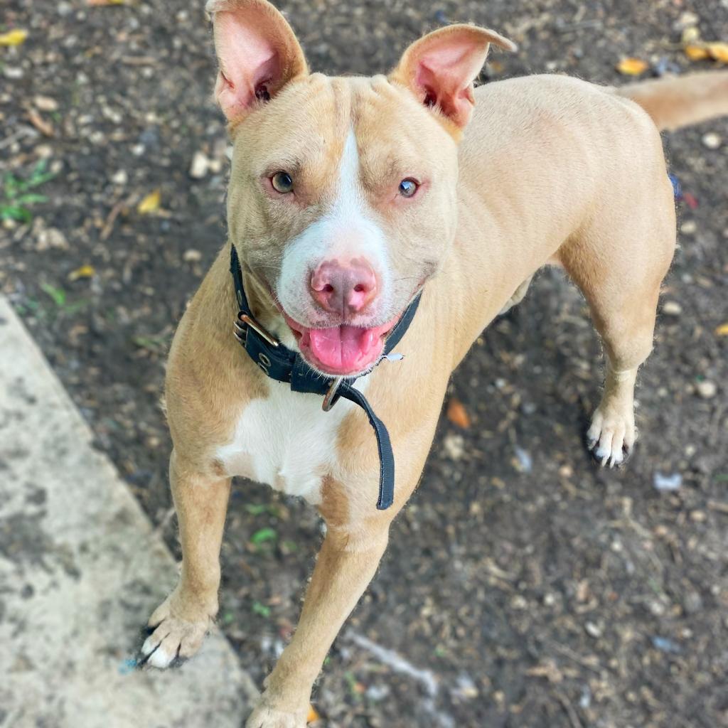Enlarge Odin JC, a Adoptable mixed breed in Austin, TX image 6/6
