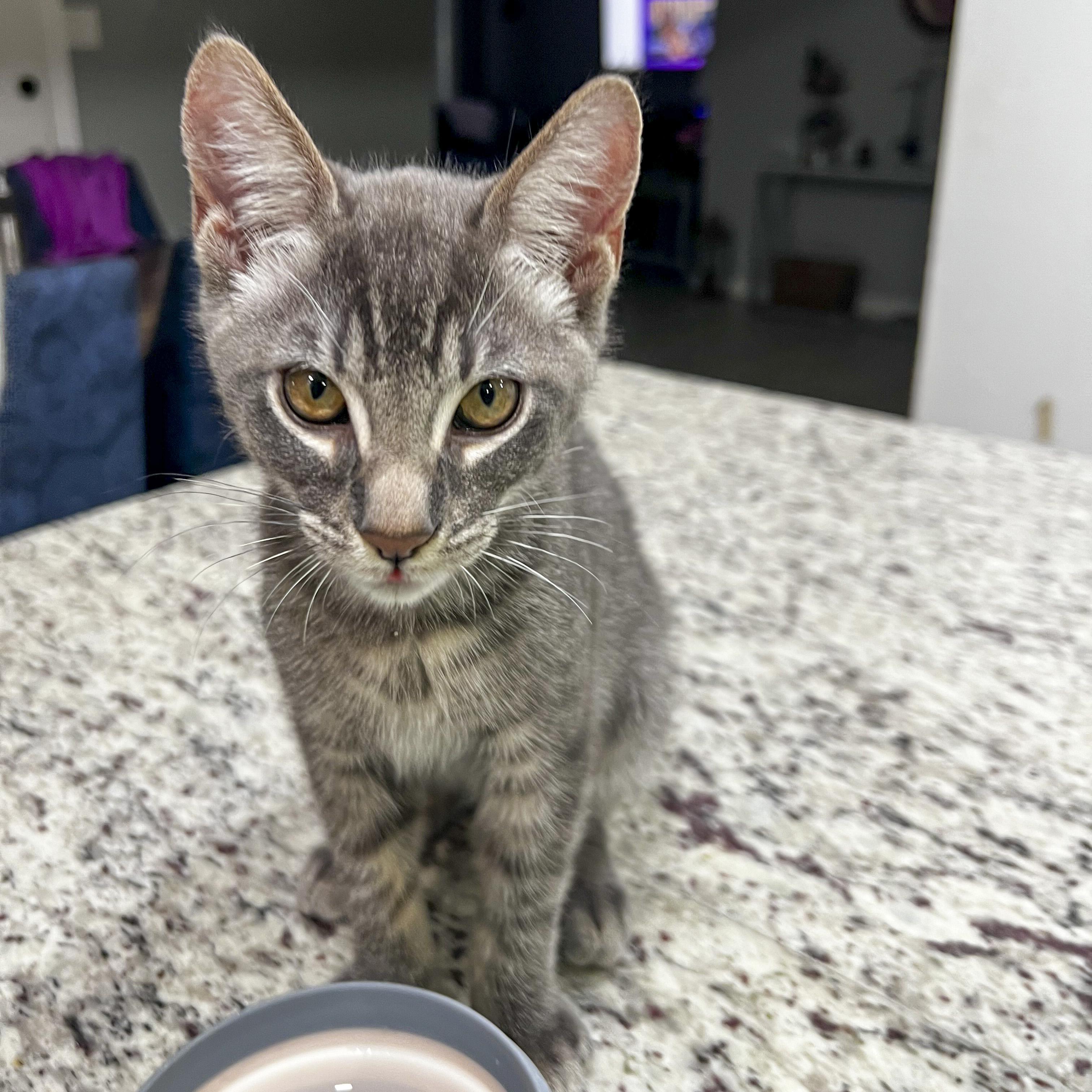 Enlarge Edwin, a Adopted mixed breed in Fairfield, CA image 2/5