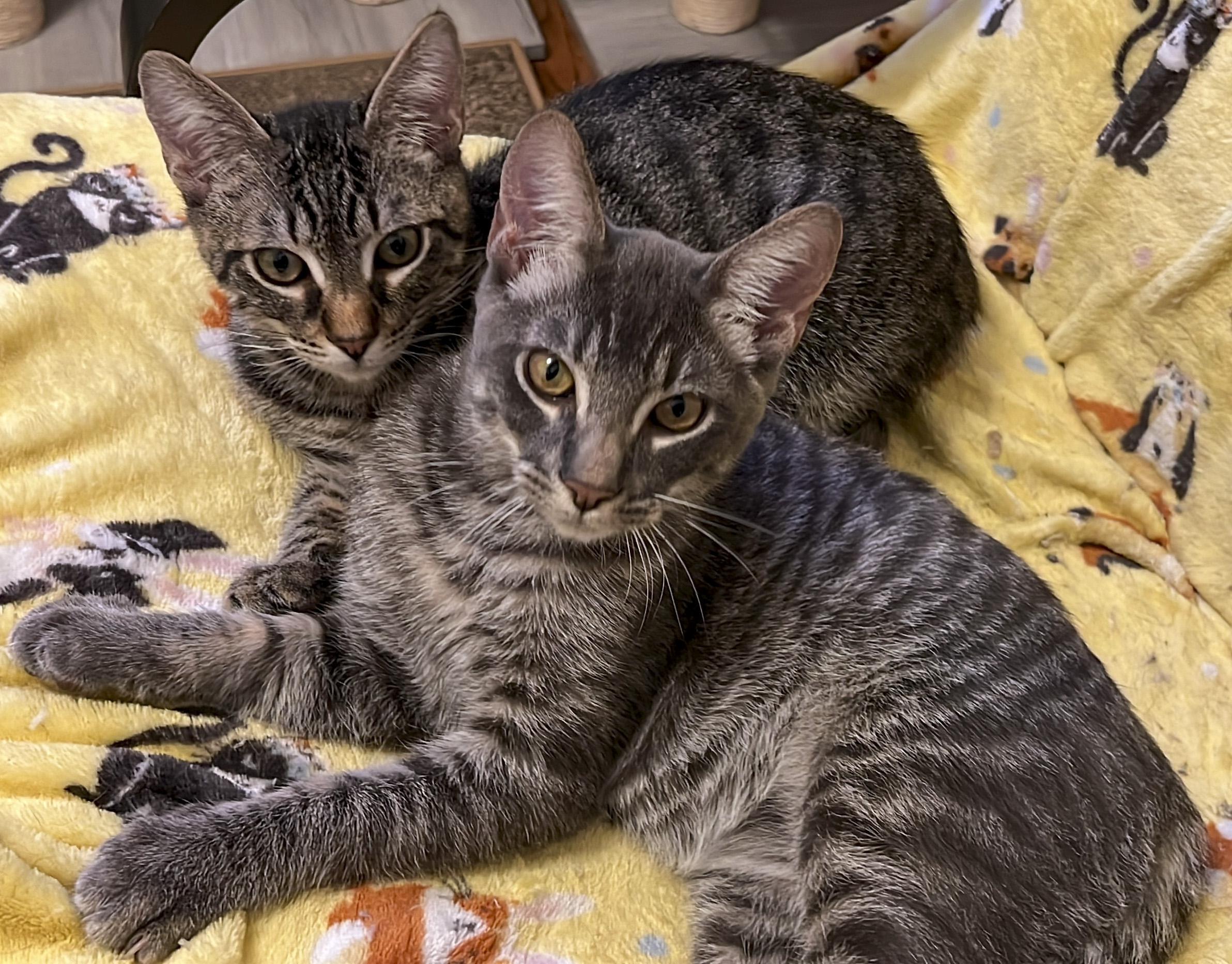 Edwin, Adopted, Kitten Male Domestic Short Hair & Tabby.