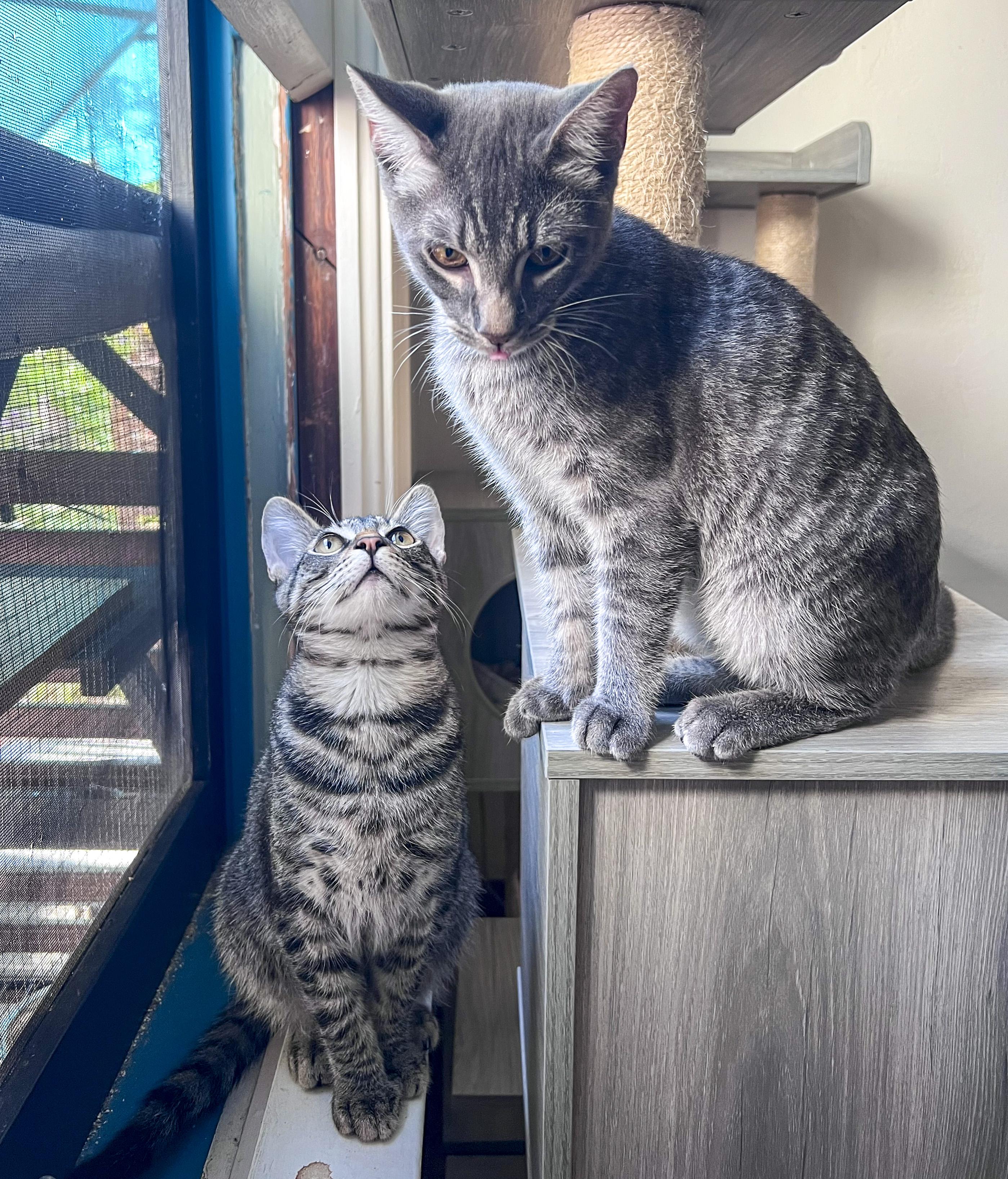 Enlarge Edwin, a Adopted mixed breed in Fairfield, CA image 4/5