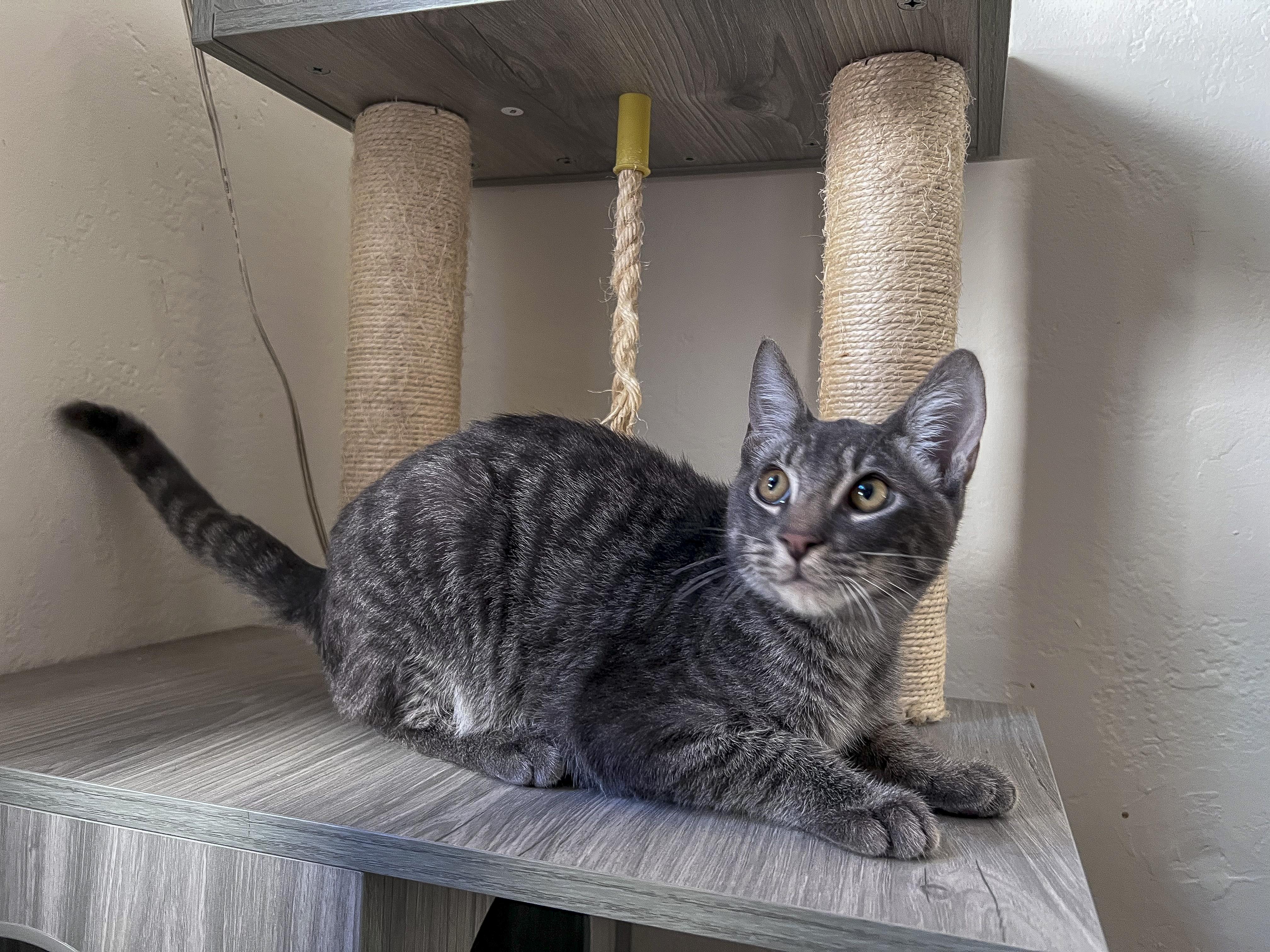 Enlarge Edwin, a Adopted mixed breed in Fairfield, CA image 5/5