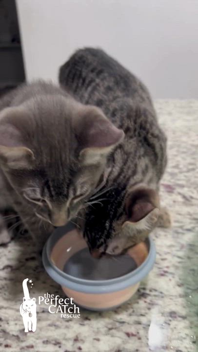 Enlarge Edwin, a Adopted mixed breed in Fairfield, CA video 3/5