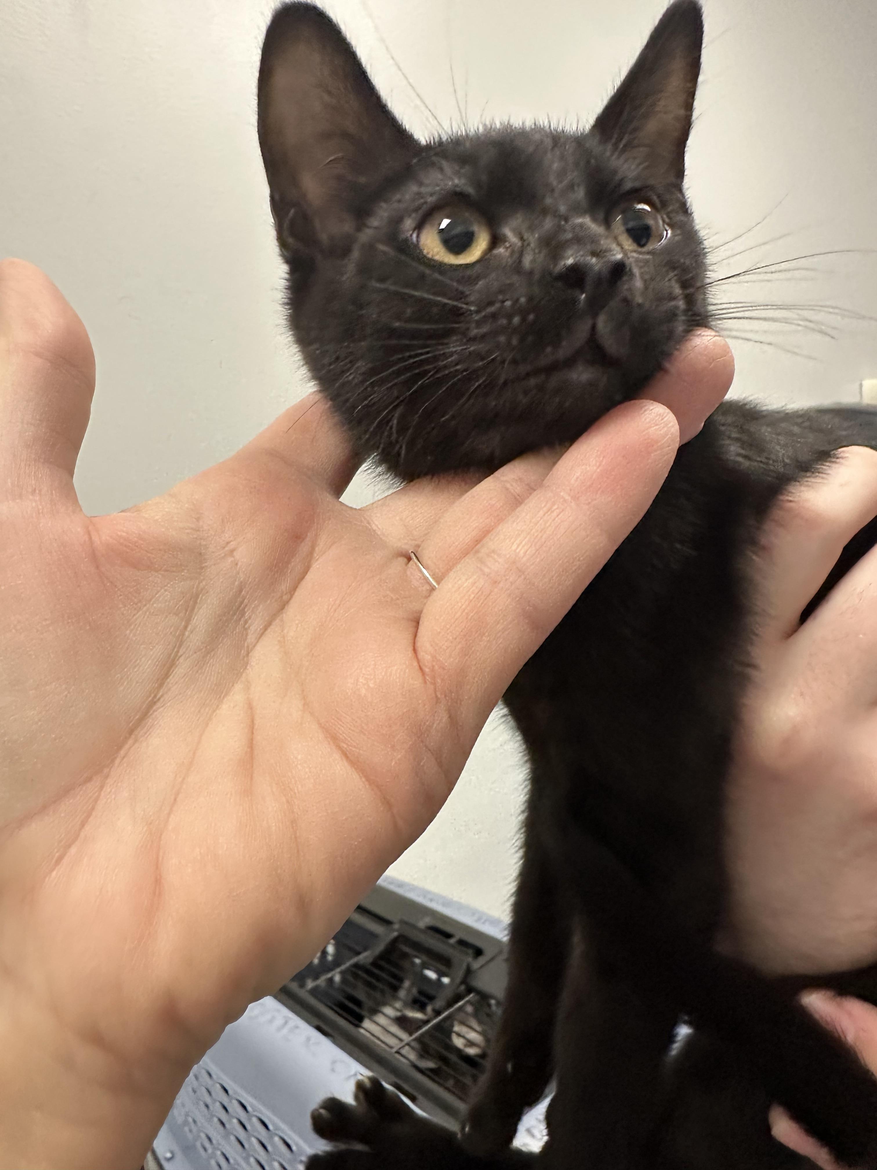 Enlarge Carl, a Adoptable Domestic Short Hair in Auburn, WA image 1/1