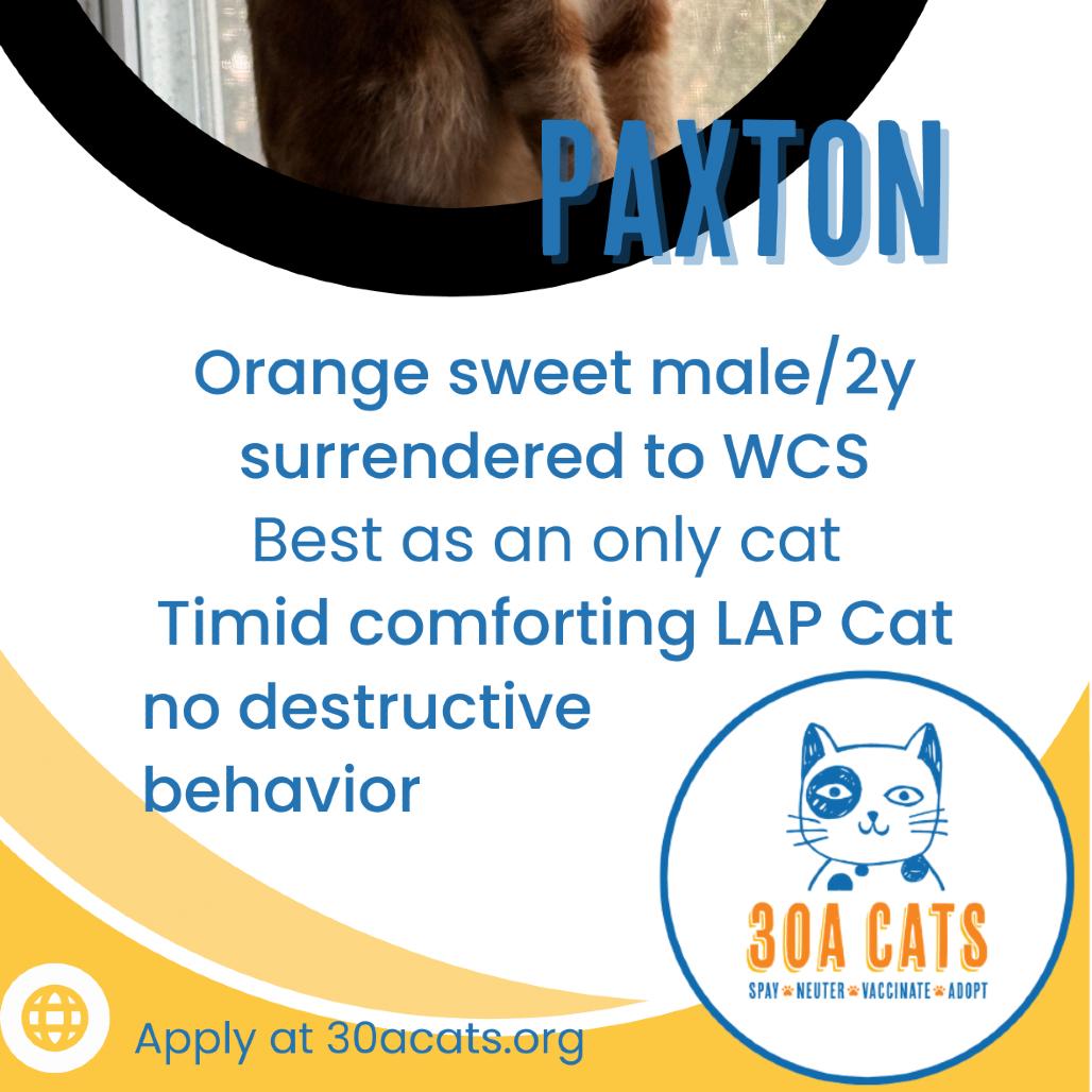 Paxton A25-210, Adoptable, Adult Male Domestic Short Hair.