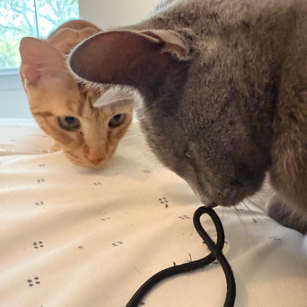 Enlarge Paxton A25-210, a Adoptable Domestic Short Hair in SANTA ROSA BEACH, FL image 2/4