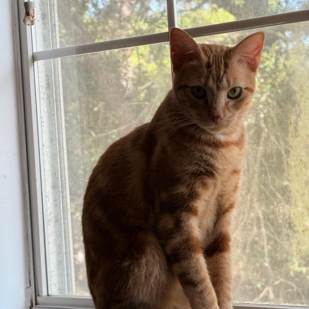 Enlarge Paxton A25-210, a Adoptable Domestic Short Hair in SANTA ROSA BEACH, FL image 3/4