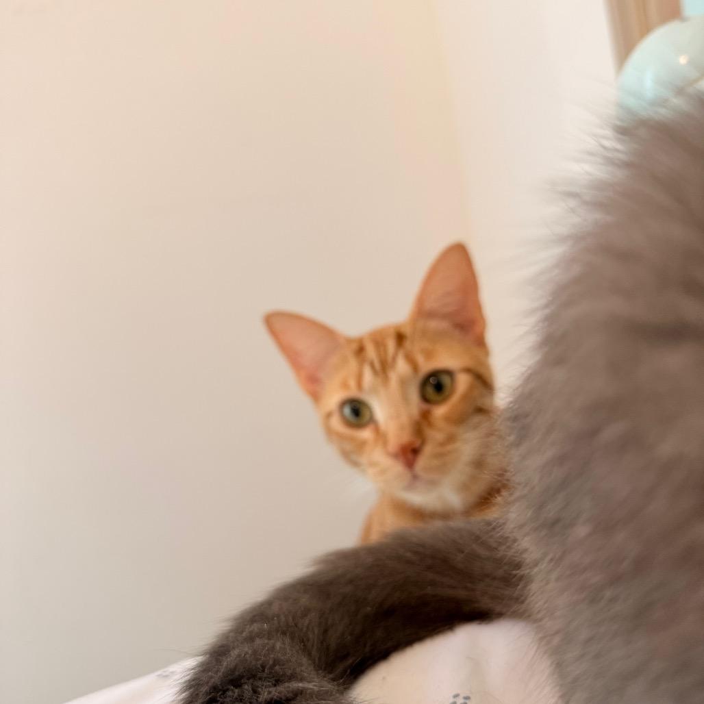 Enlarge Paxton A25-210, a Adoptable Domestic Short Hair in SANTA ROSA BEACH, FL image 4/4