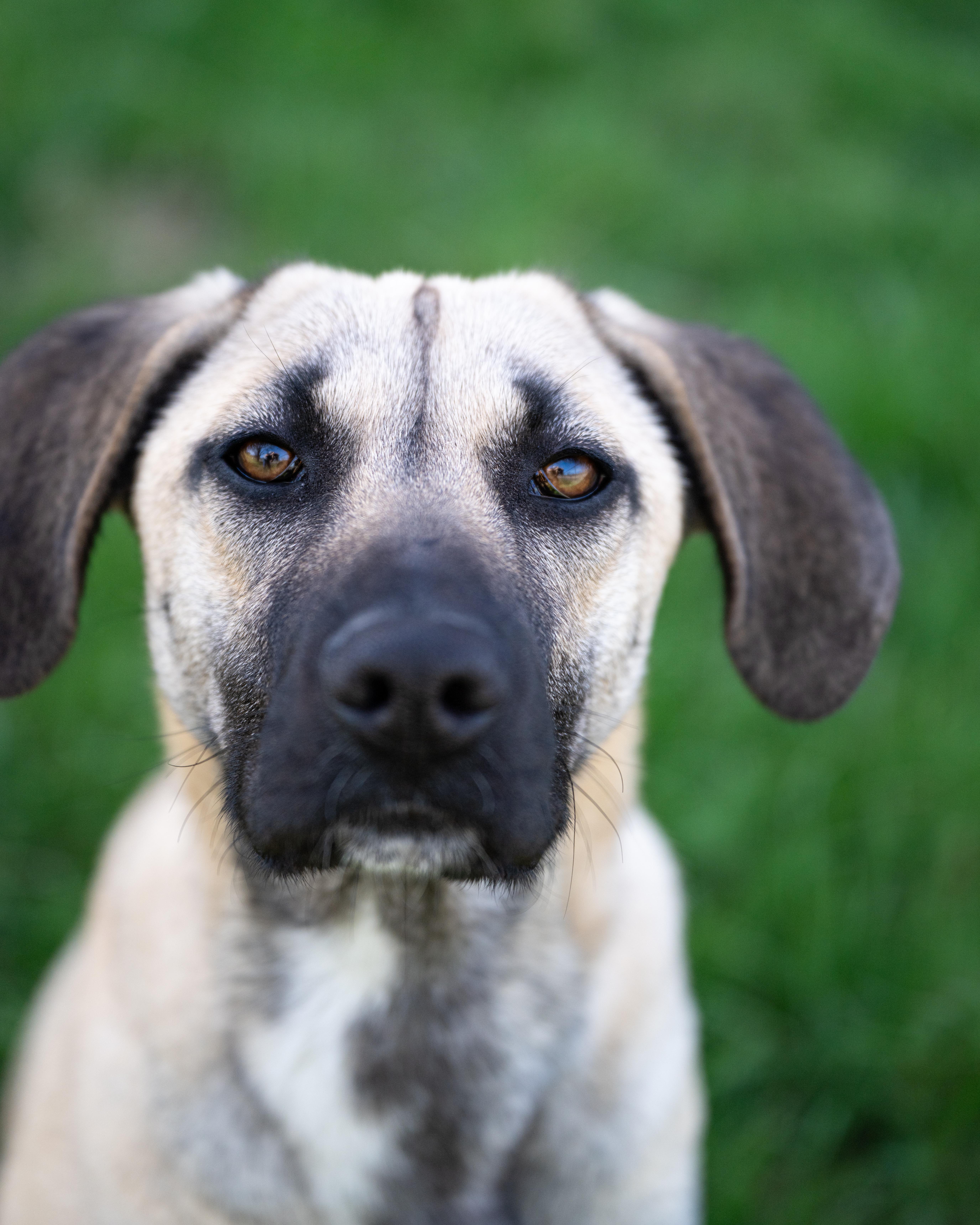 Mandy, adopted, Young Female Black Mouth Cur.
