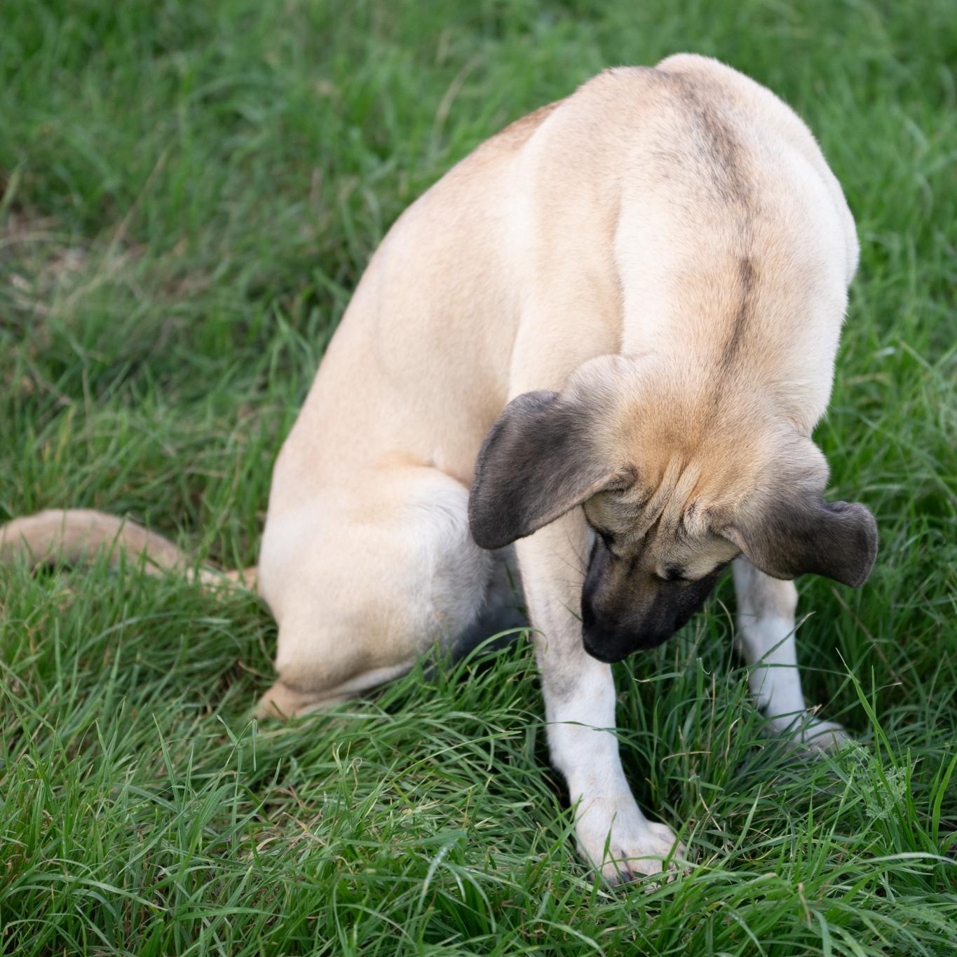 Enlarge Mandy, an adopted mixed breed in Mason, TX image 6/6