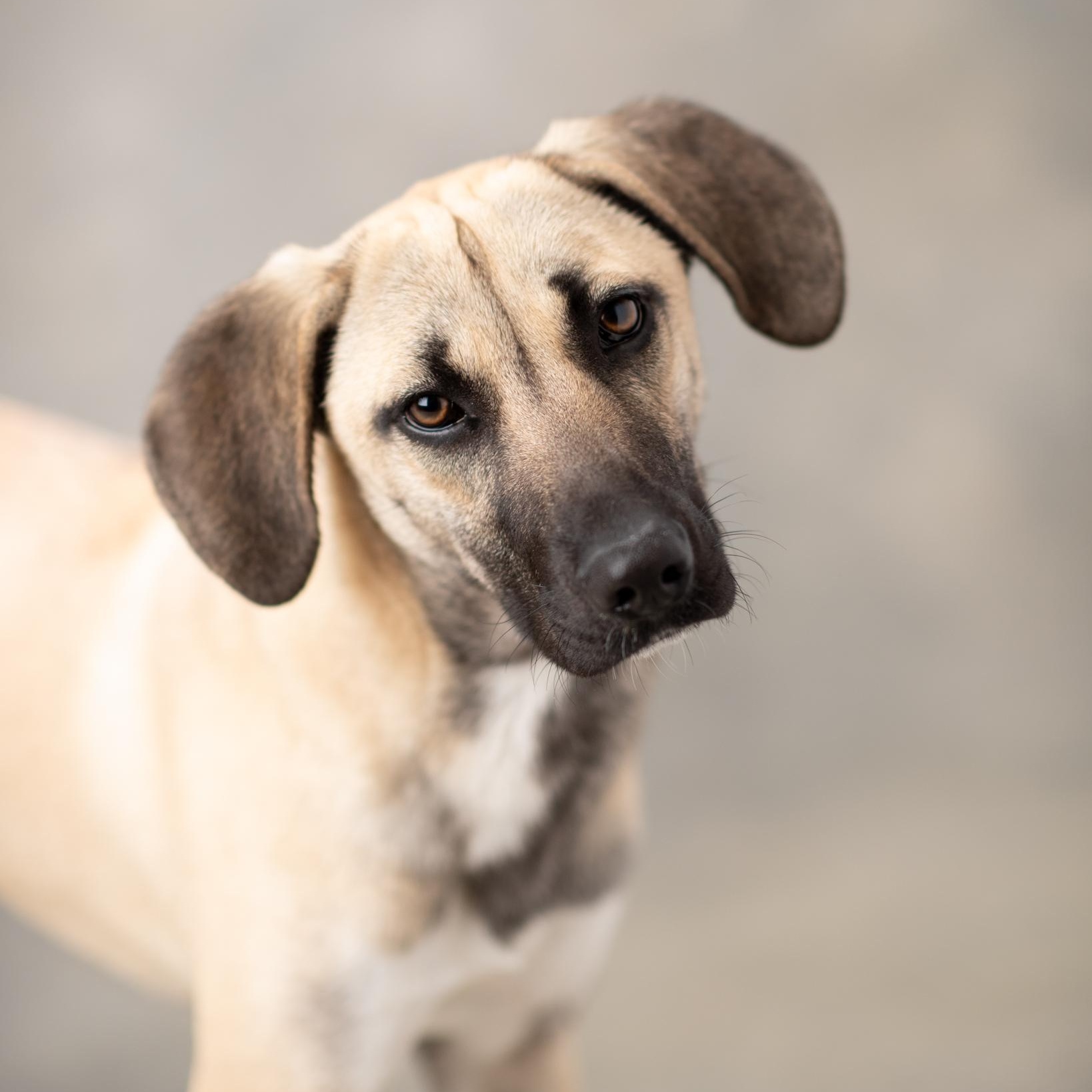 Enlarge Mandy, an adopted mixed breed in Mason, TX image 2/6