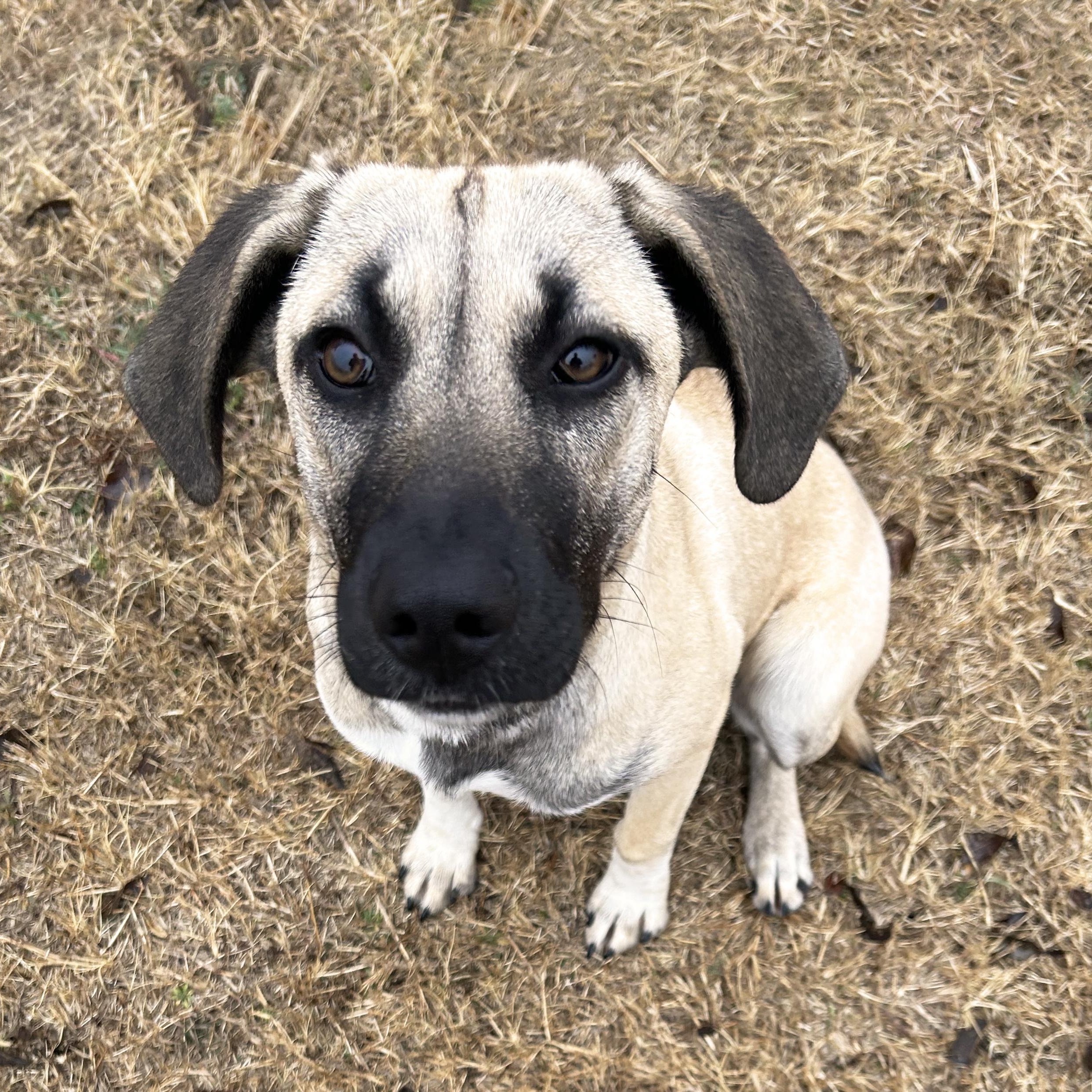 Enlarge Mandy, a ADOPTABLE mixed breed in Mason, TX image 1/3