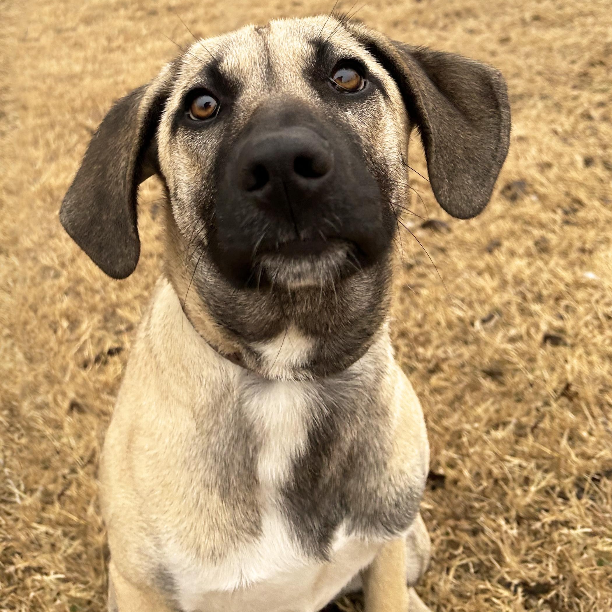 Enlarge Mandy, a ADOPTABLE mixed breed in Mason, TX image 3/3