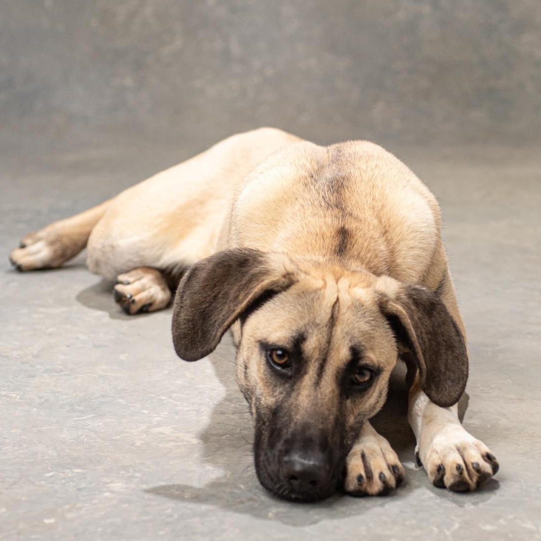 Enlarge Mandy, an adopted mixed breed in Mason, TX image 4/6