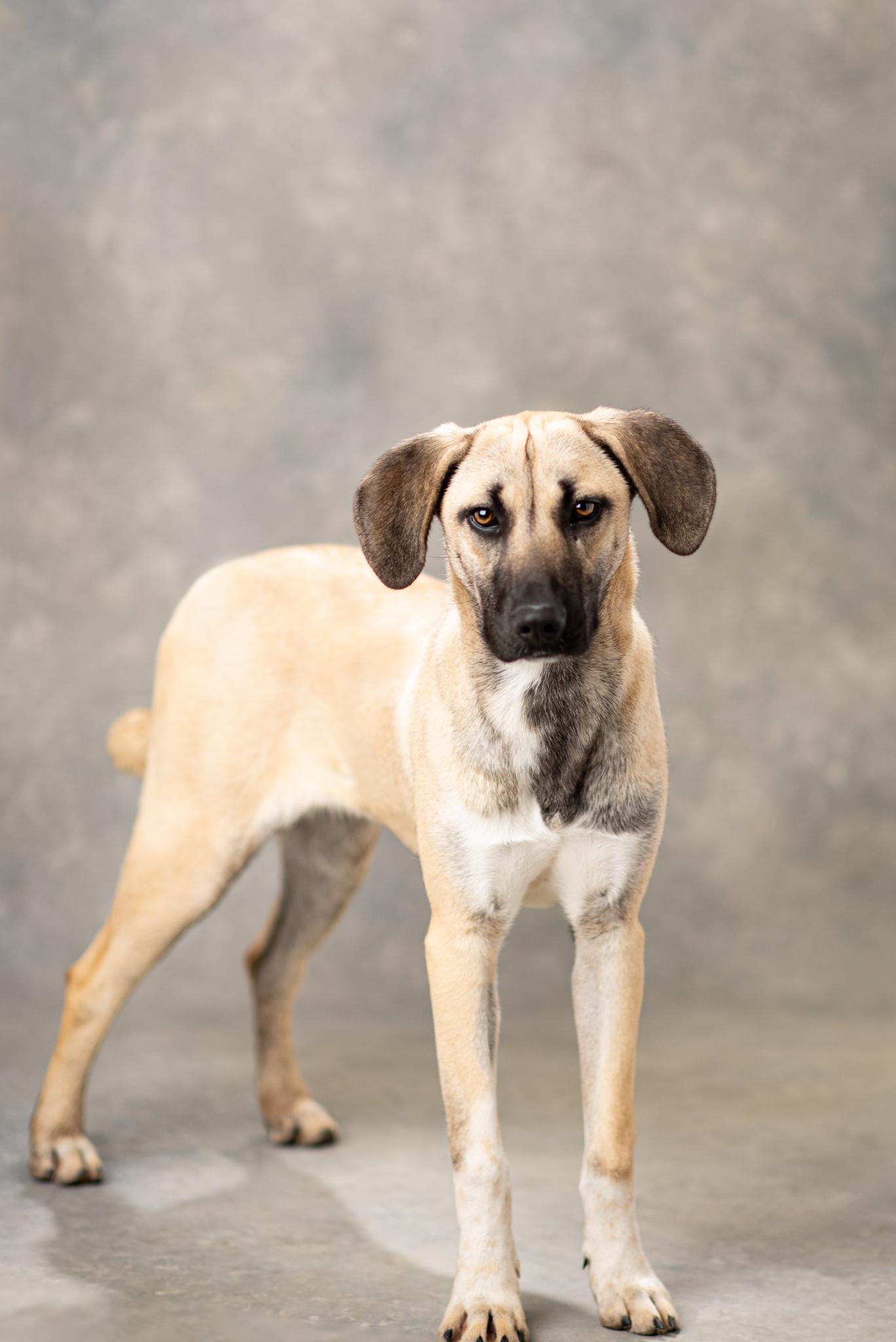 Enlarge Mandy, an adopted mixed breed in Mason, TX image 3/6