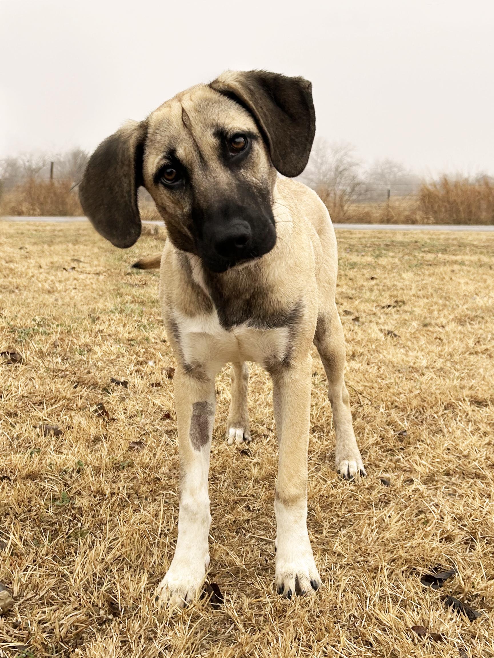 Enlarge Mandy, a ADOPTABLE mixed breed in Mason, TX image 2/3