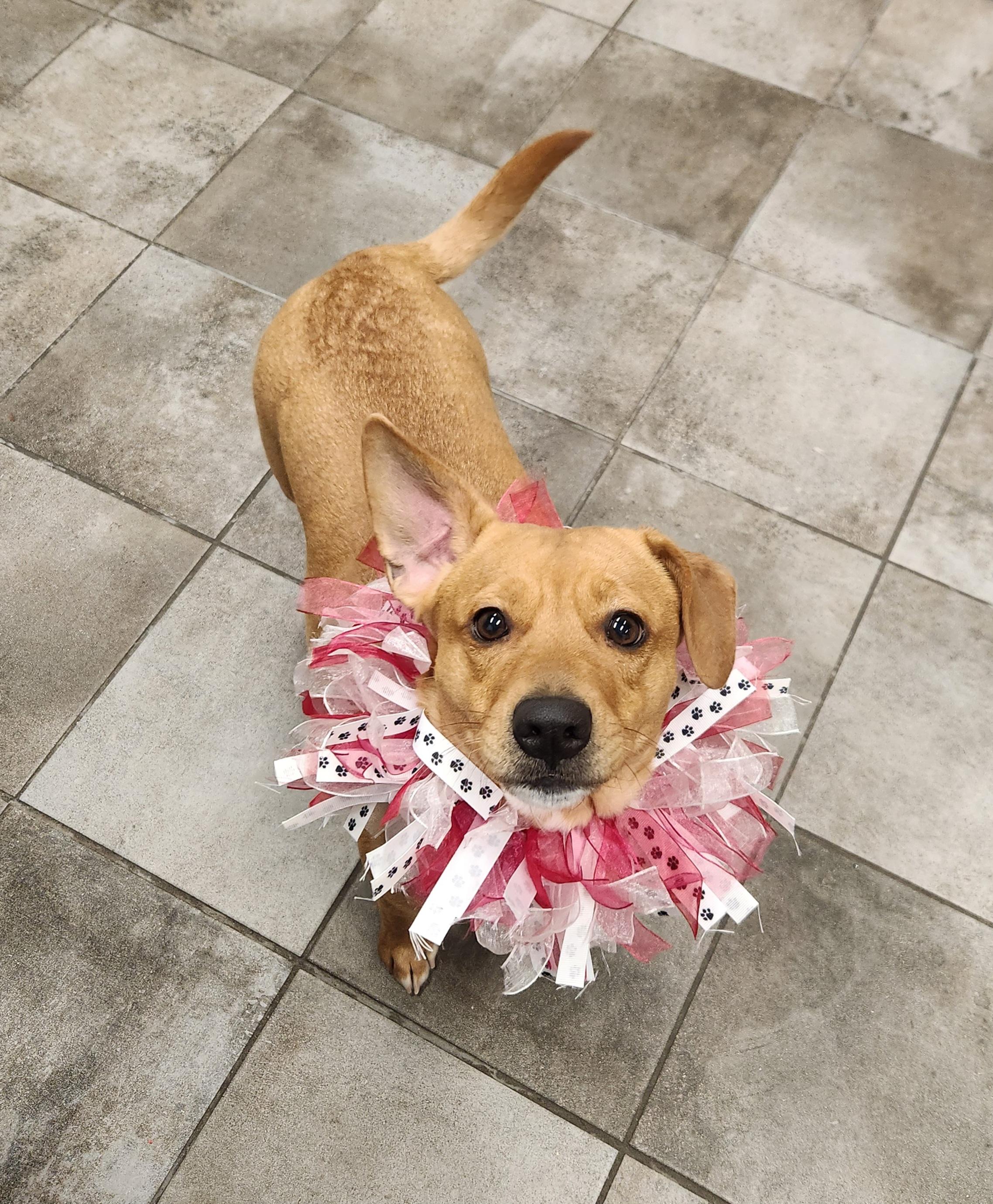 Destiny, a ADOPTABLE mixed breed in Sewaren, NJ image 4/5