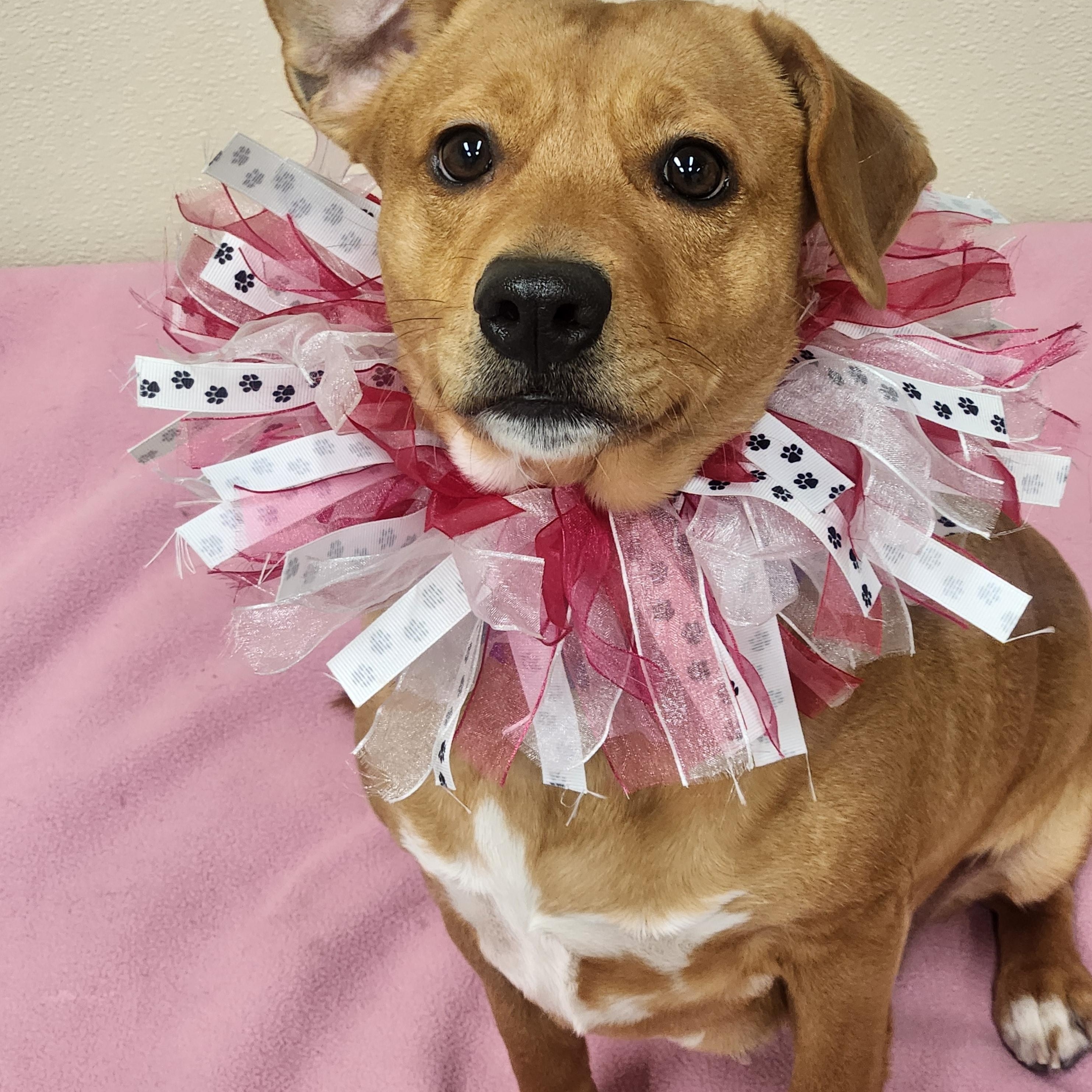 Destiny, a ADOPTABLE mixed breed in Sewaren, NJ image 1/5