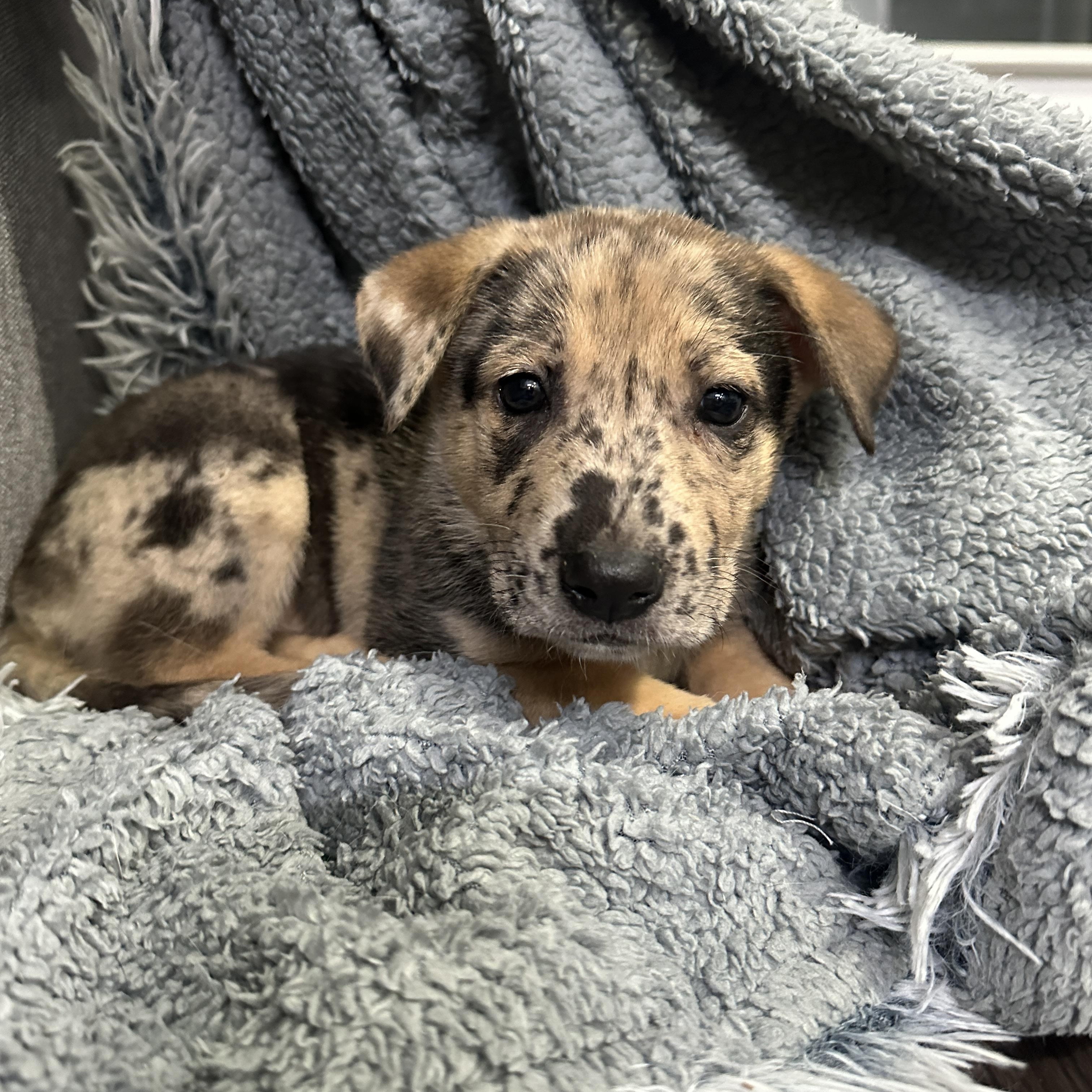 Enlarge Gaston, a ADOPTABLE mixed breed in Dallas, TX image 1/6