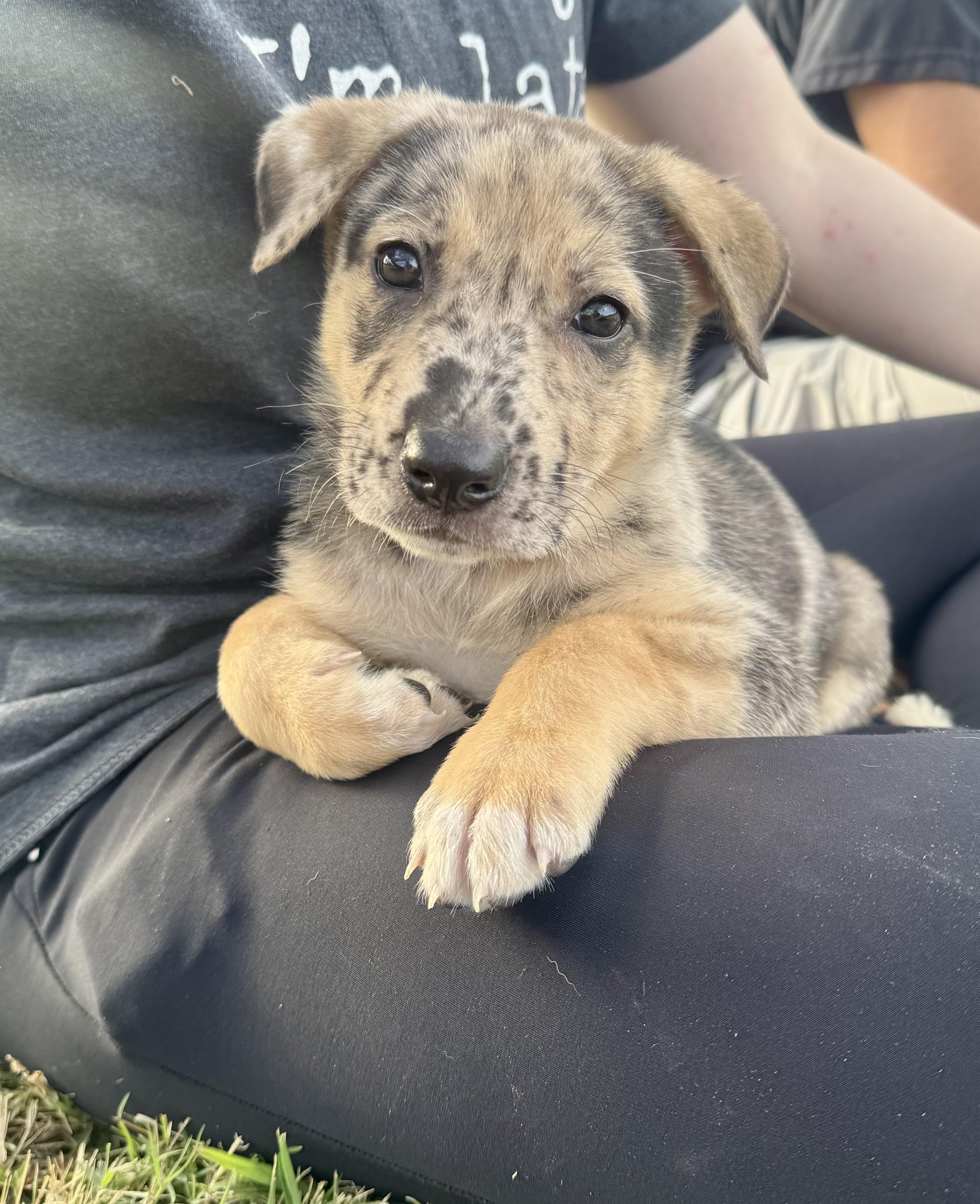 Enlarge Gaston, a ADOPTABLE mixed breed in Dallas, TX image 2/6