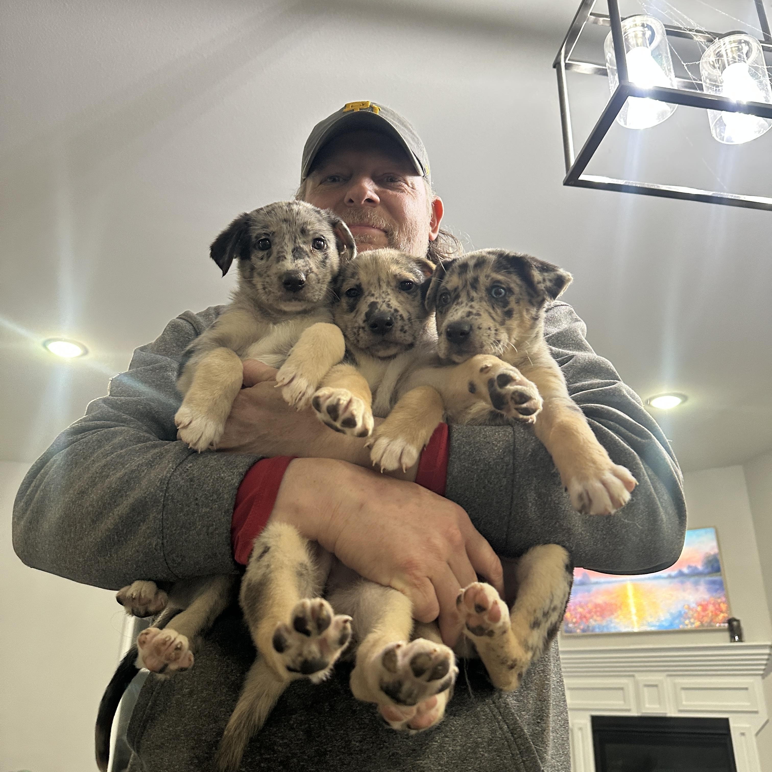 Enlarge Gaston, a ADOPTABLE mixed breed in Dallas, TX image 3/6