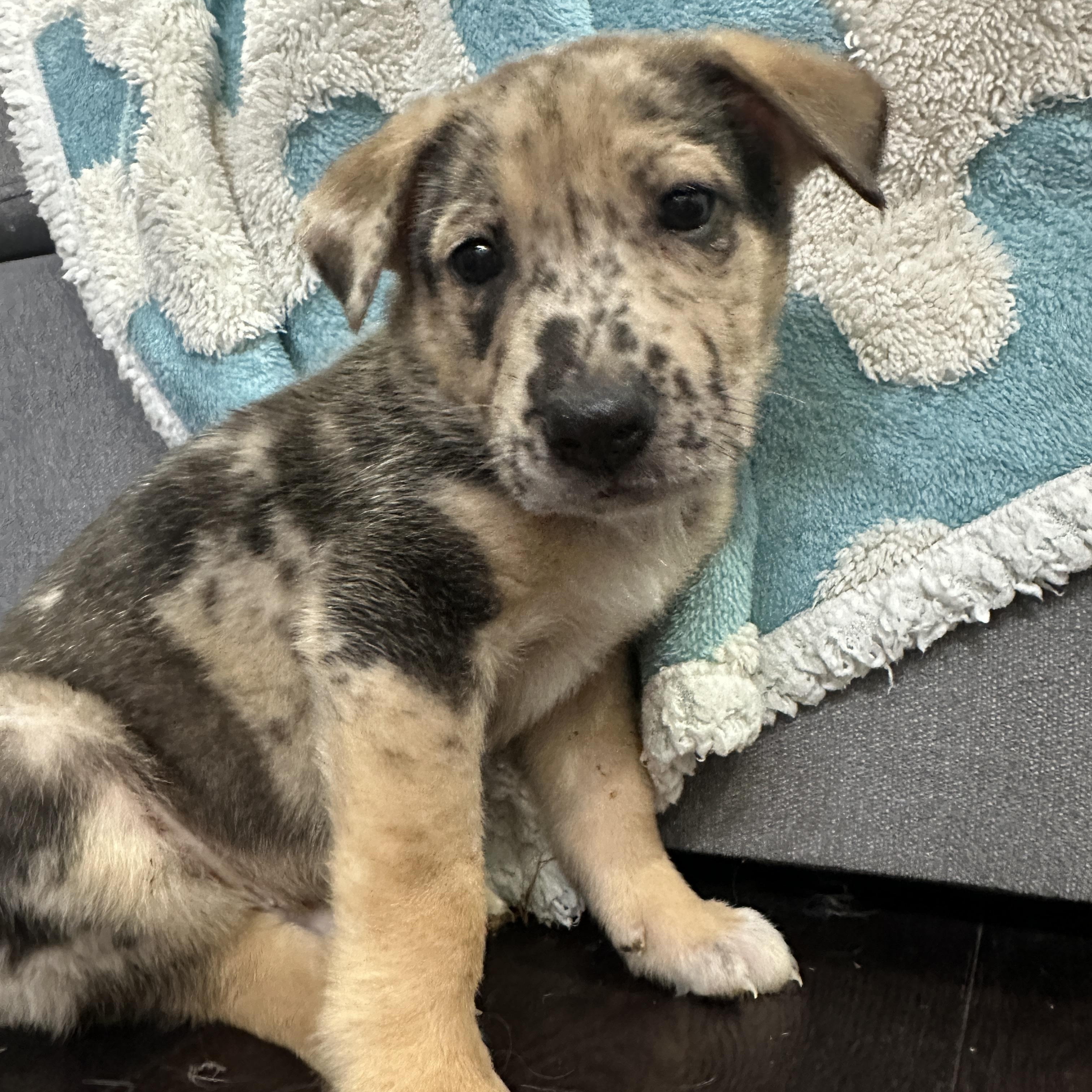 Enlarge Gaston, a ADOPTABLE mixed breed in Dallas, TX image 4/6